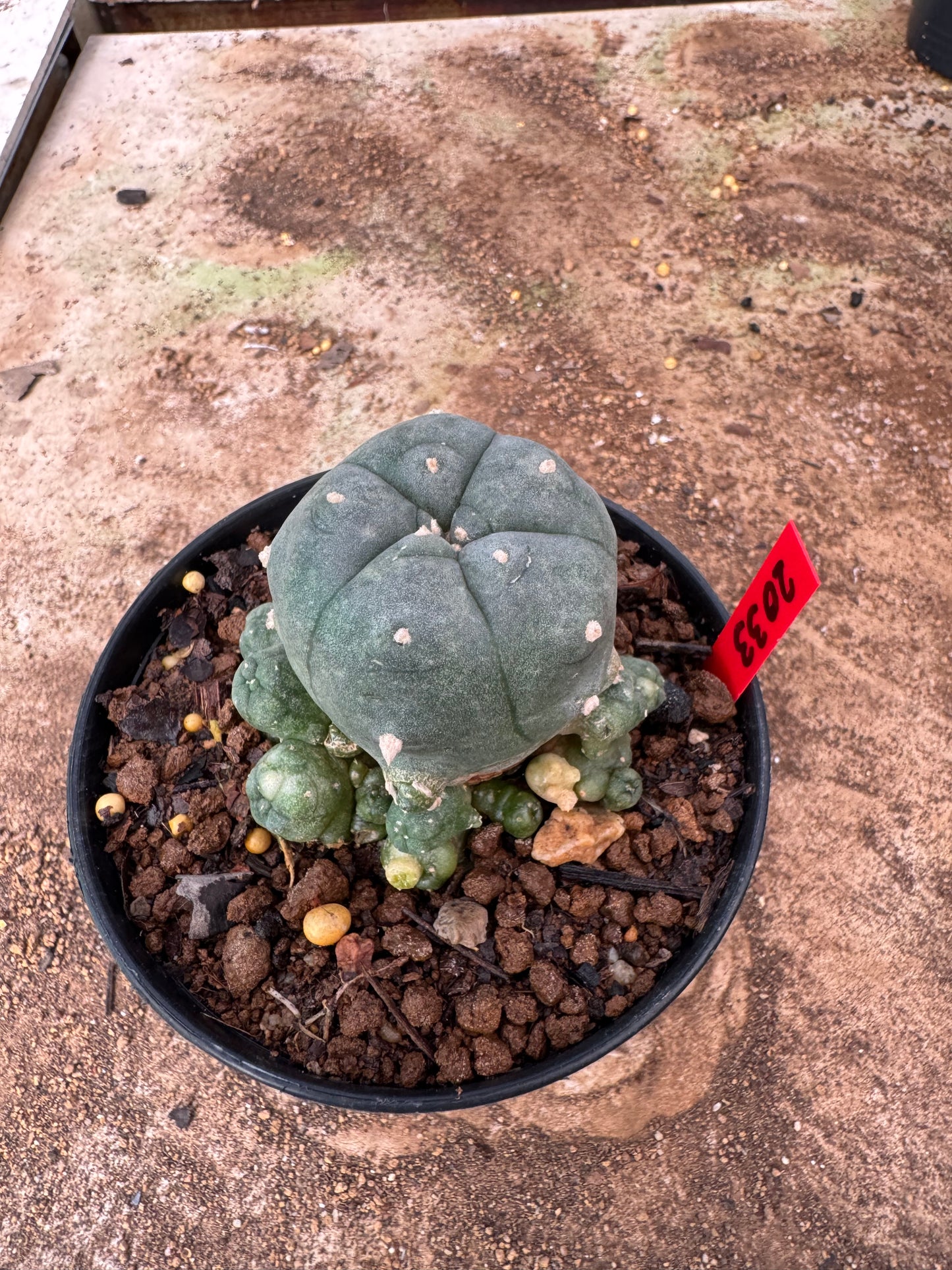 Lophophora williamsii – Peyote Cactus (4-6 cm, Own Root)