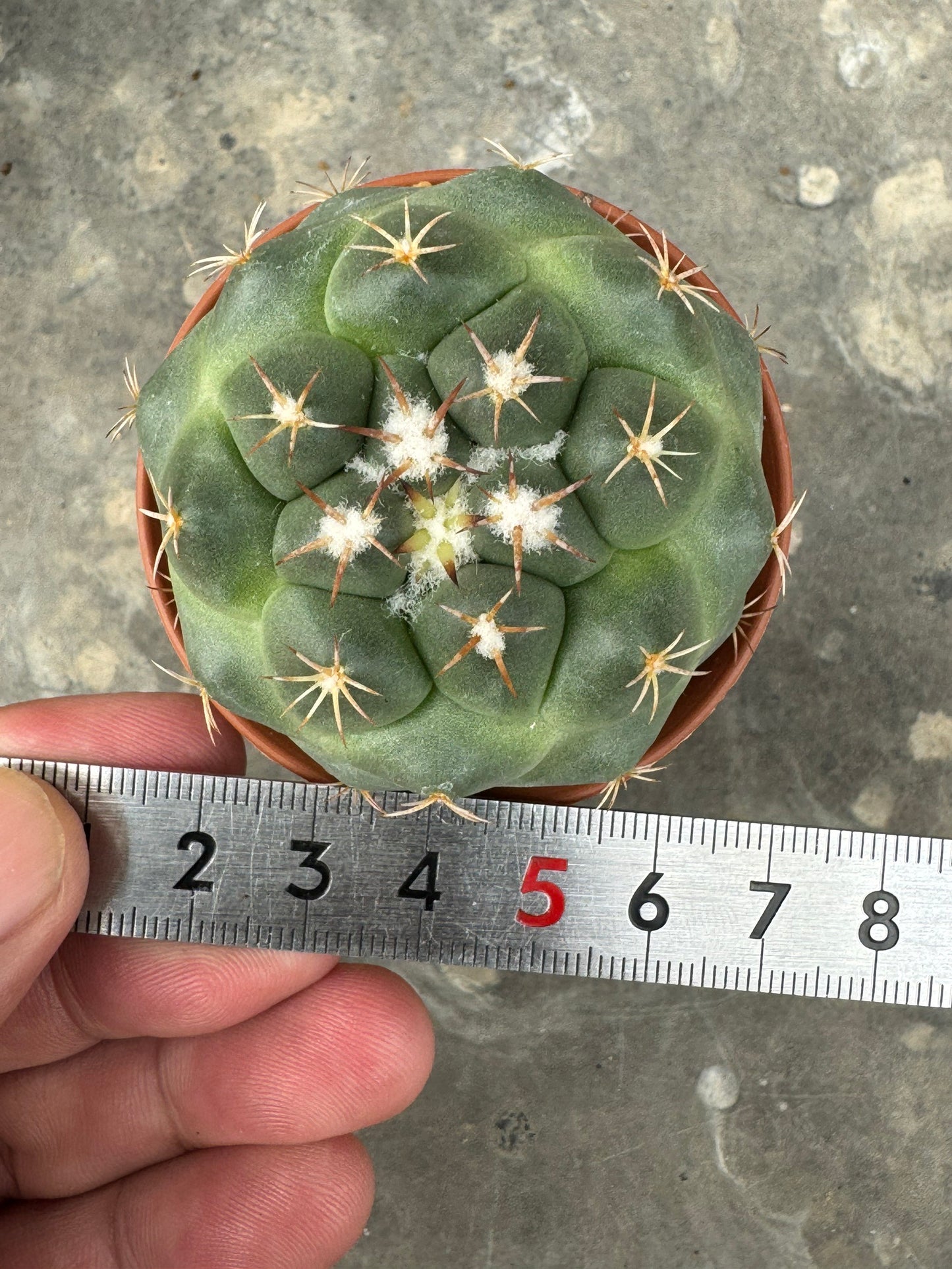 Coryphantha bumamma 'Green' (Japan Clone) – Premium Rooted Offshoot