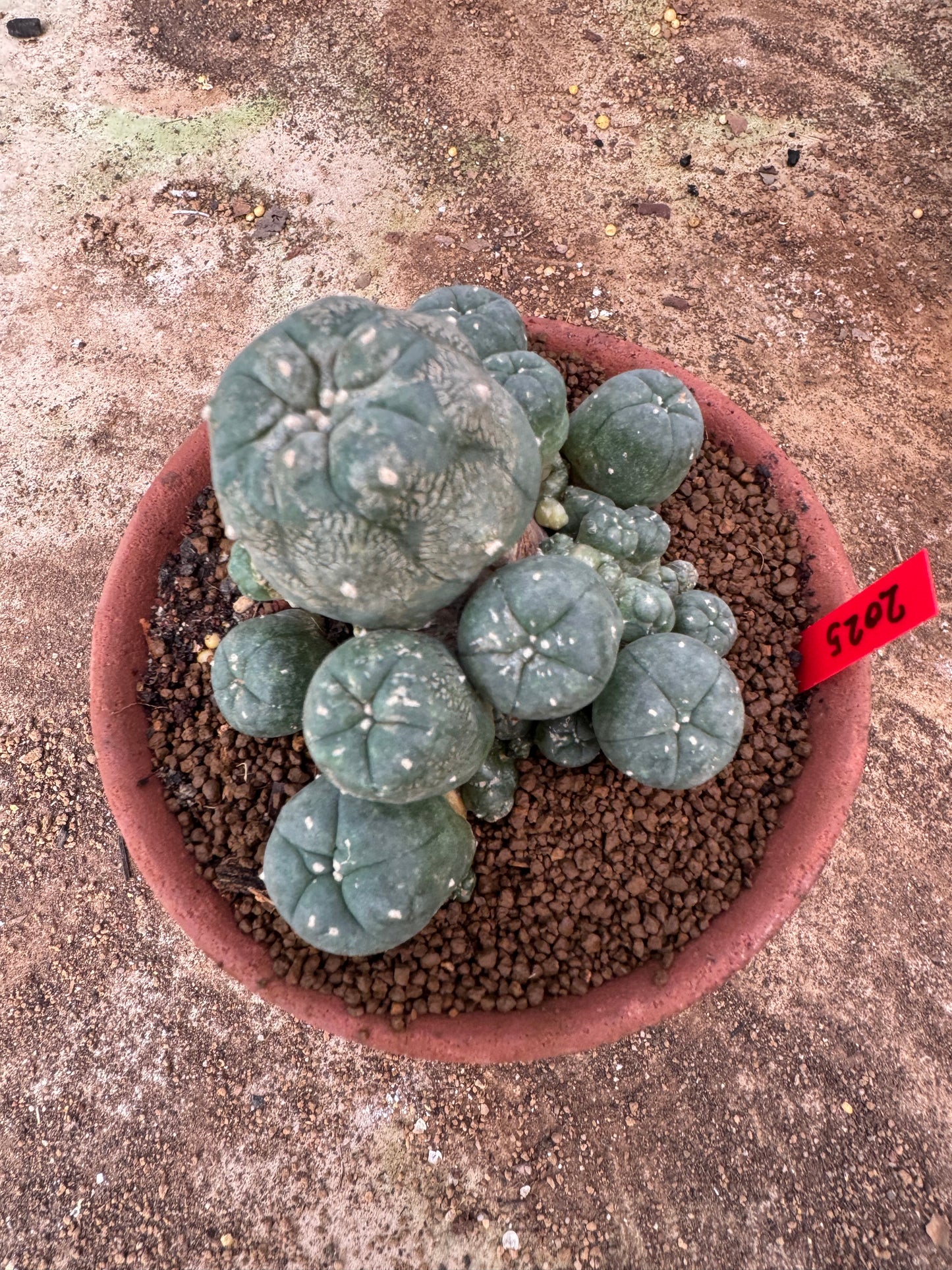 Lophophora williamsii – Peyote Cactus (6–7 cm, Own Root)