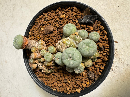 Lophophora williamsii – Peyote Cactus (6–7 cm, Own Root)