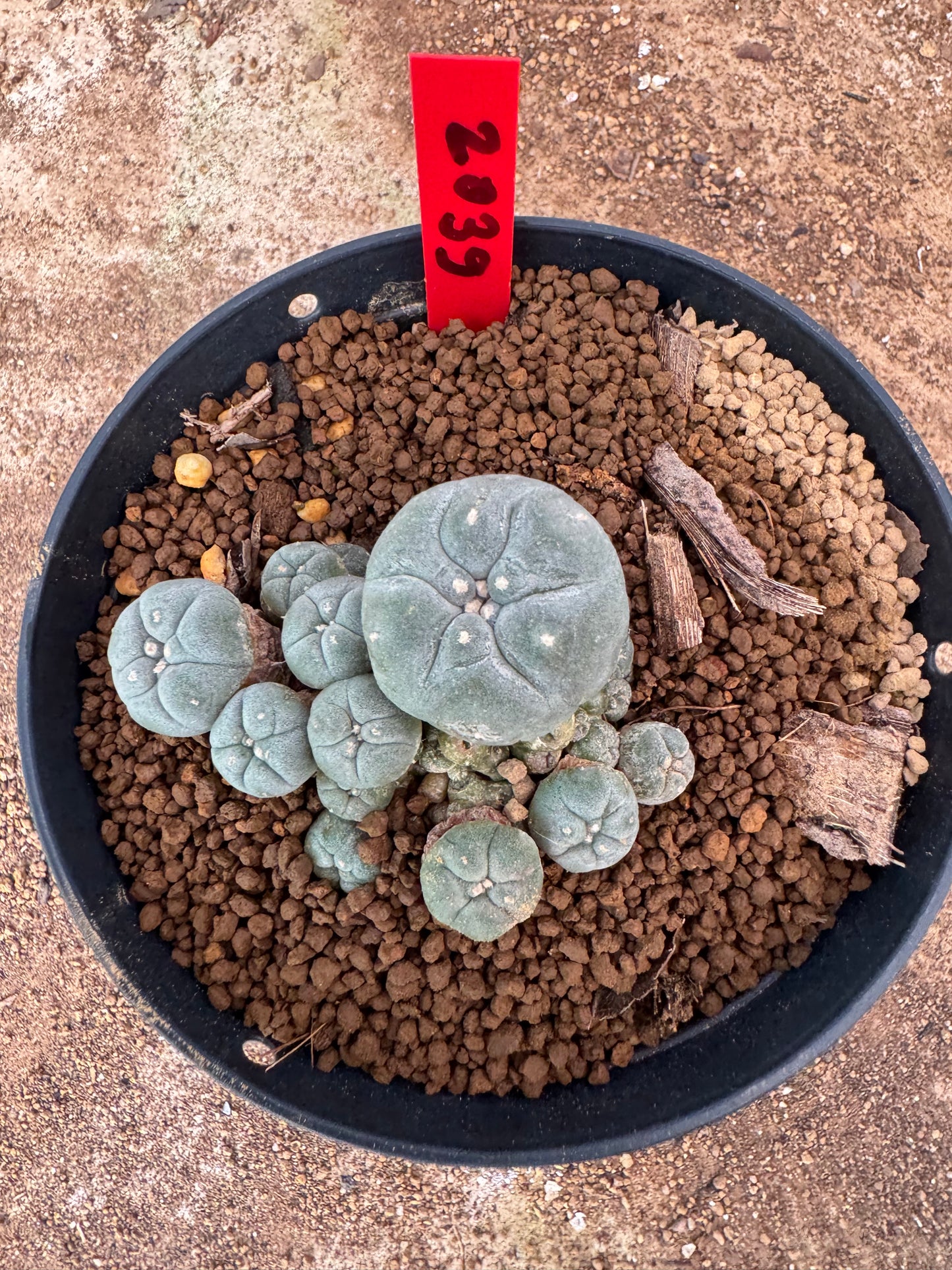 Lophophora williamsii – Peyote Cactus (4-6 cm, Own Root)