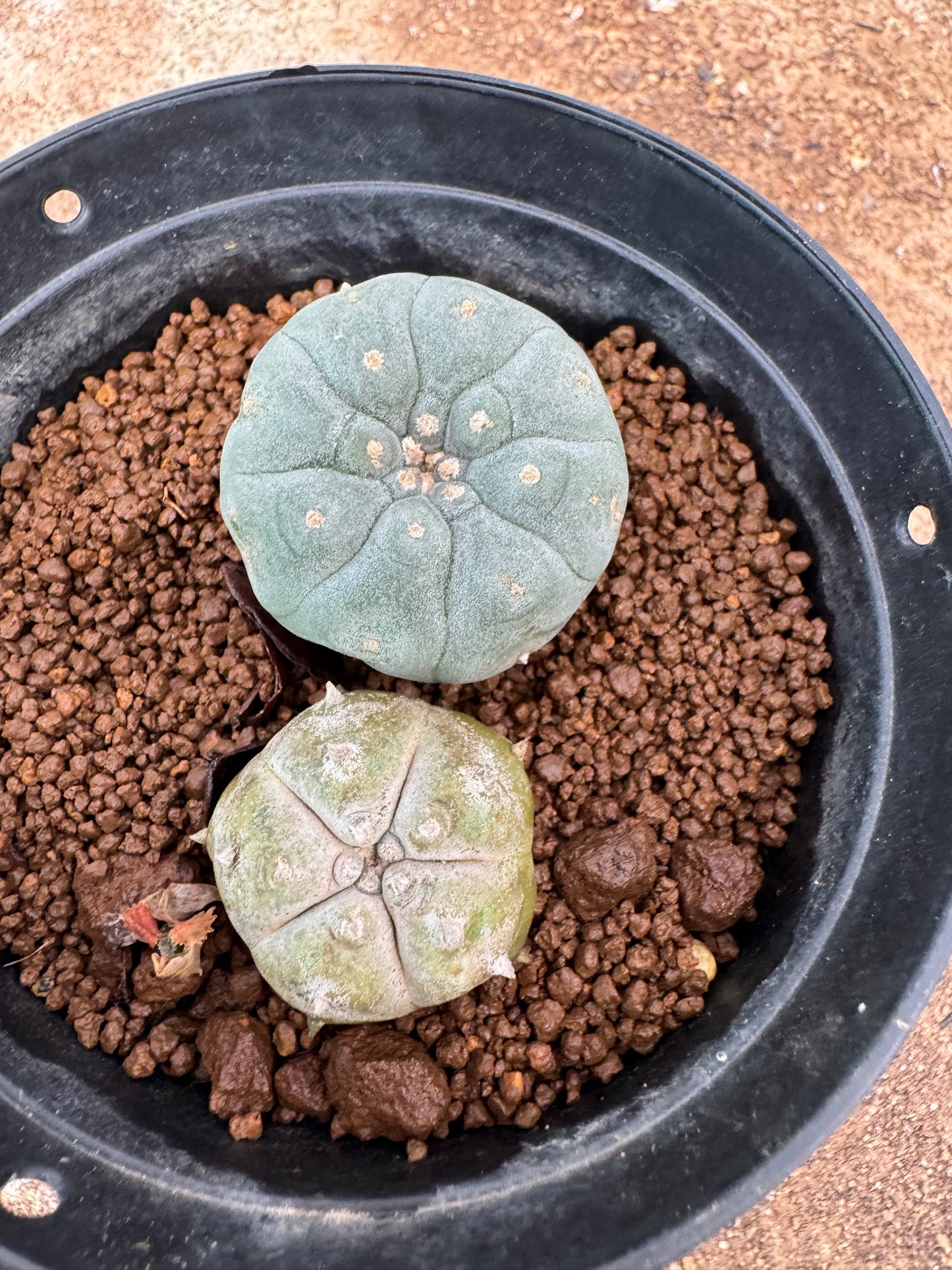 Lophophora williamsii – Peyote Cactus (6–7 cm, Own Root)