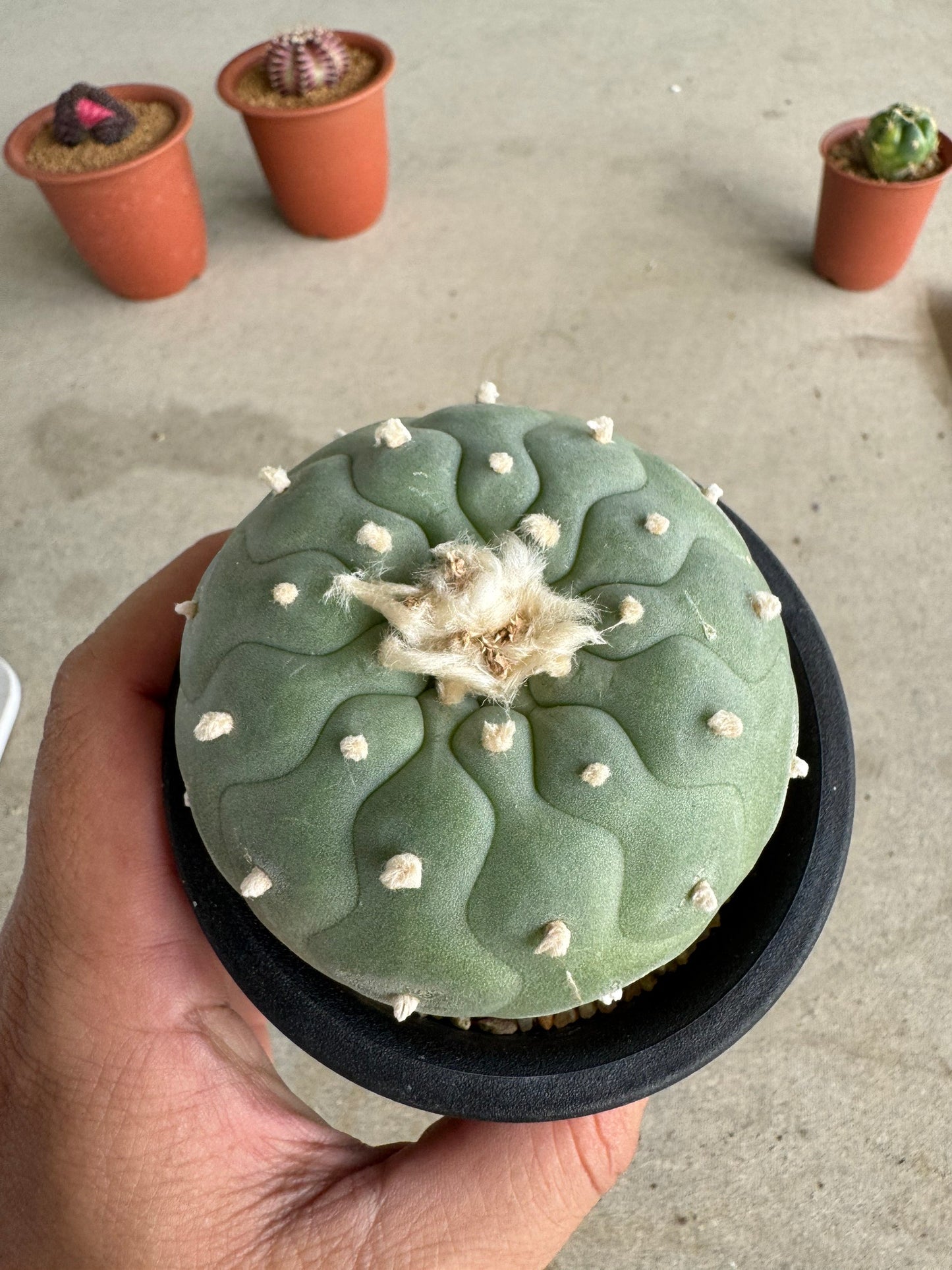 Lophophora fricii 'Multi-Ribs Clone' (Rooted Offshoot) – Premium Form