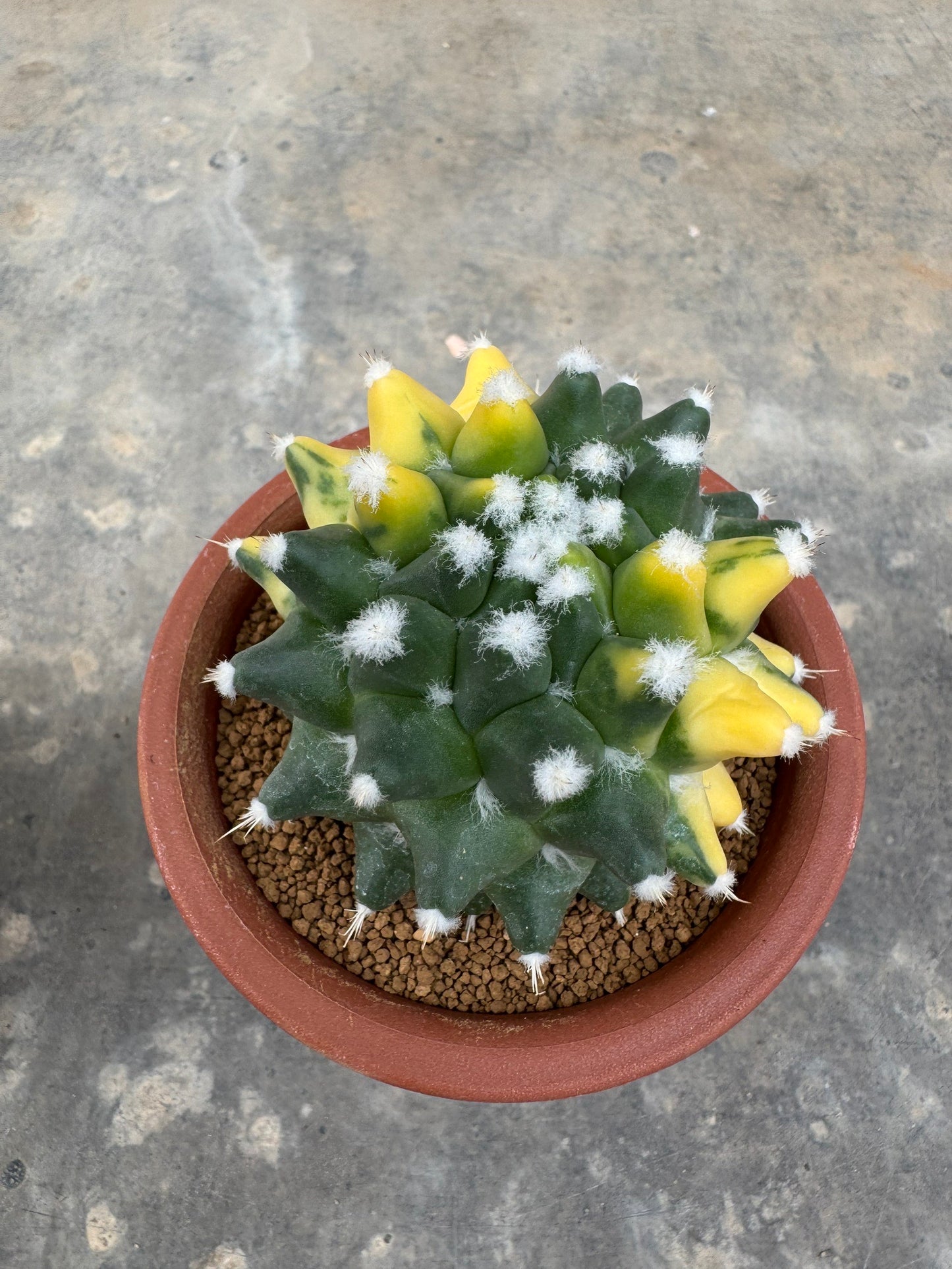Stunning Mammillaria 'Eurzamu' | Established Rooted Offshoot
