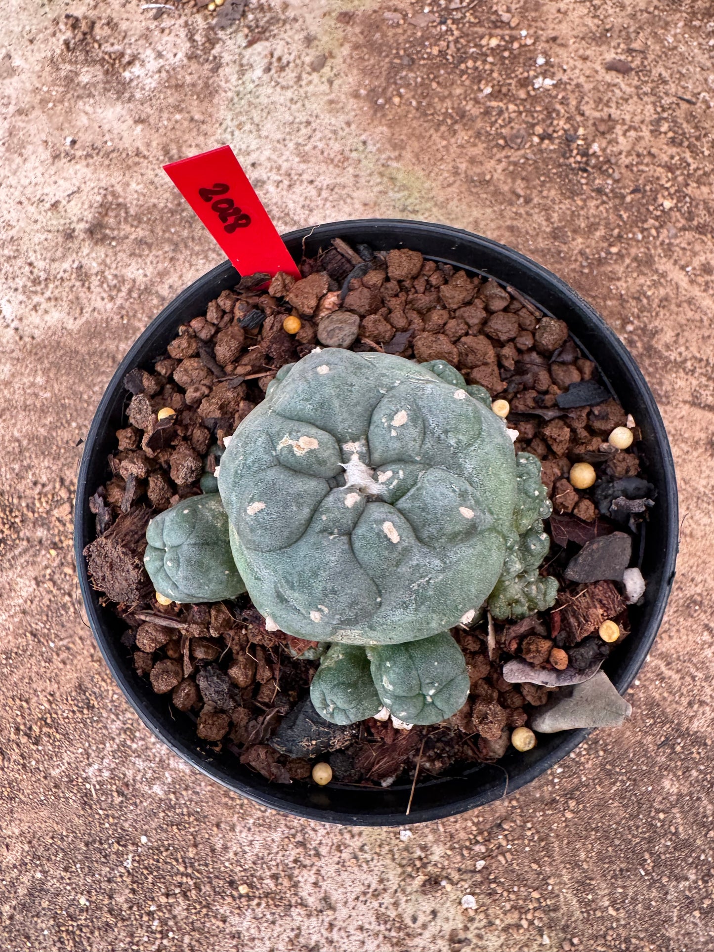 Lophophora williamsii – Peyote Cactus (6–7 cm, Own Root)