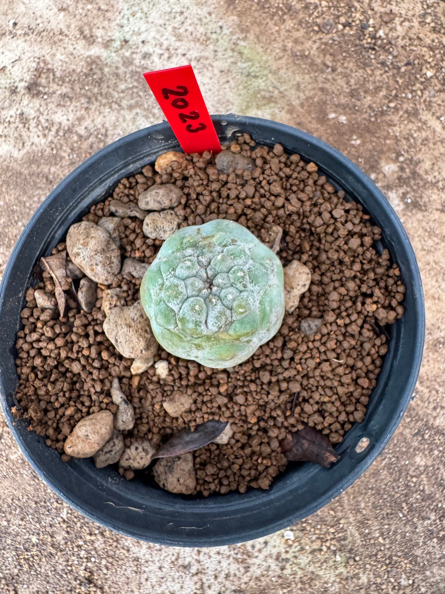 Lophophora williamsii – Peyote Cactus (6–7 cm, Own Root)