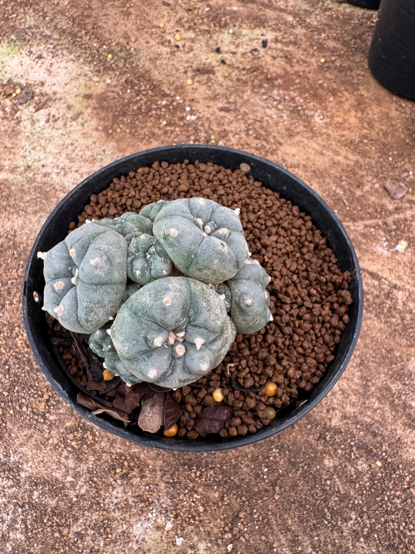Lophophora williamsii – Peyote Cactus (6–7 cm, Own Root)