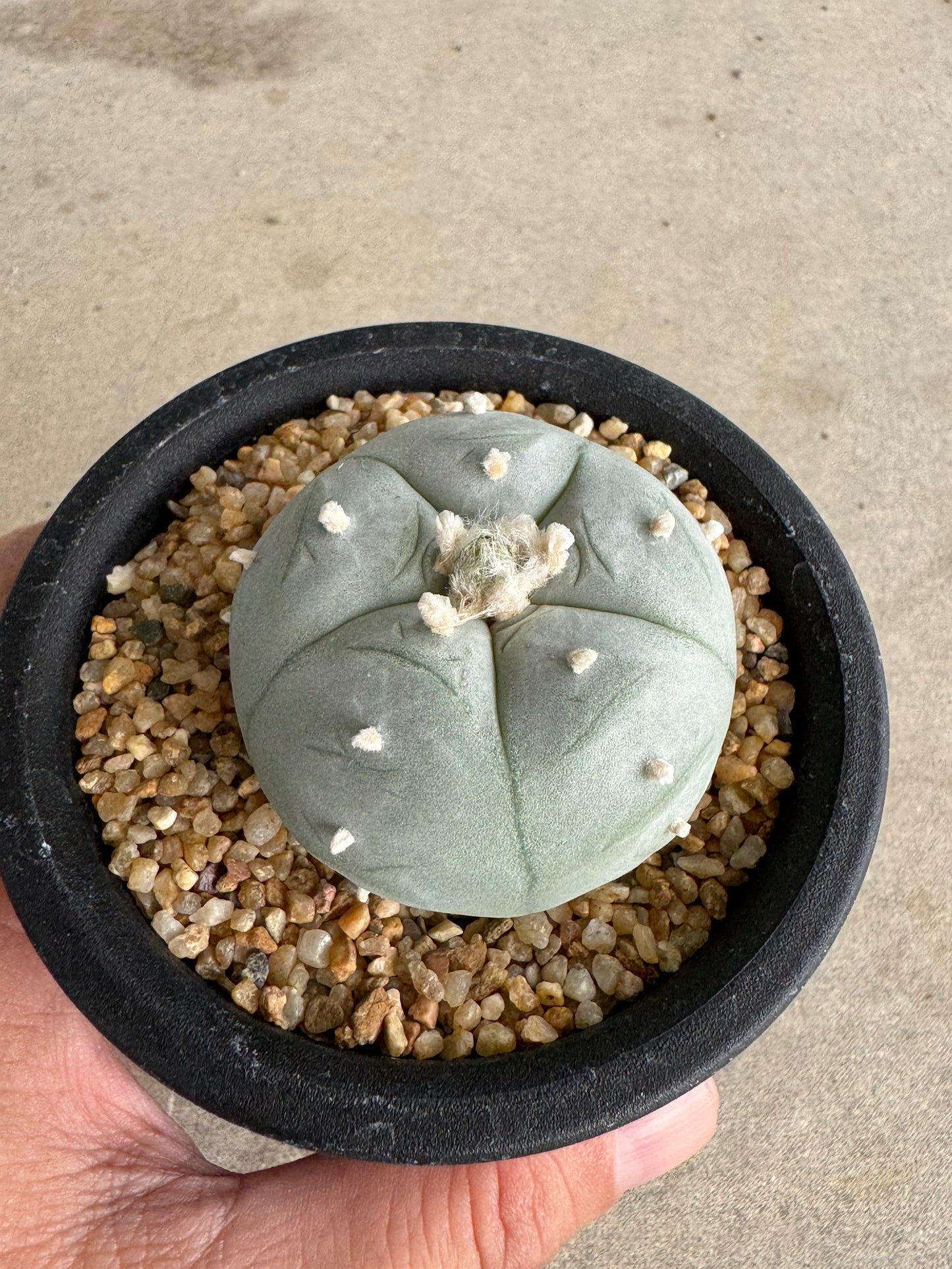 Lophophora williamsii v. texana (Seed-Grown) – Authentic Star Cactus