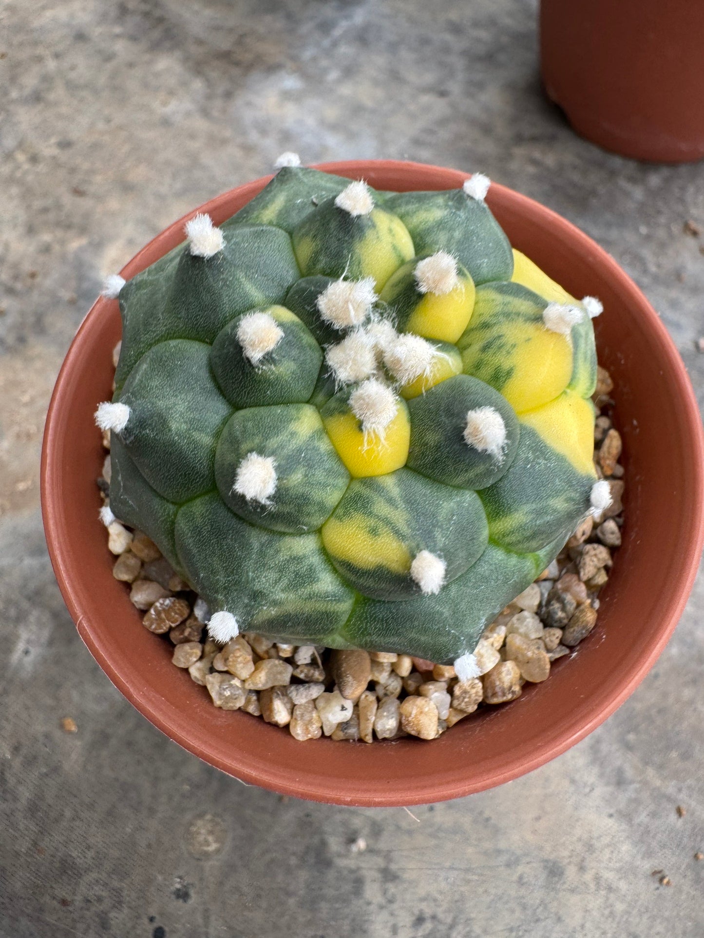 Rare Astrophytum asterias nudum 'Kikko' (Seed-Grown) – Premium Collector's Cactus