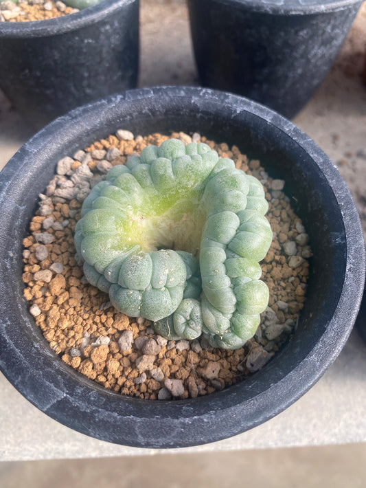 Lophophora williasii cristata size 6-7 cm own root 15 years old