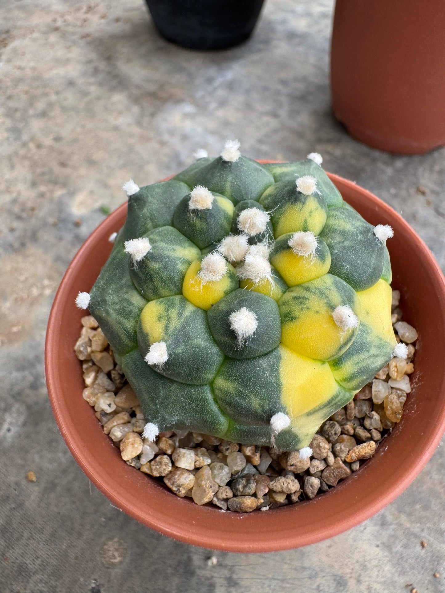 Rare Astrophytum asterias nudum 'Kikko' (Seed-Grown) – Premium Collector's Cactus