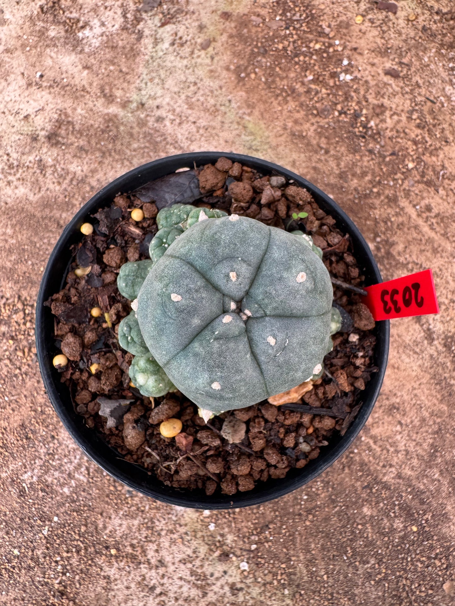 Lophophora williamsii – Peyote Cactus (4-6 cm, Own Root)