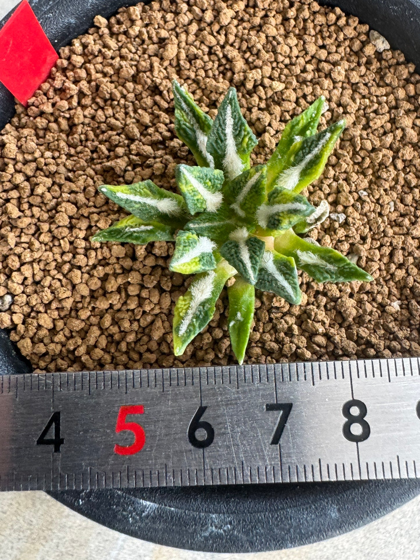 Ariocarpus kotschoubeyanus Variegated | Exquisite Star-Shaped Living Rock