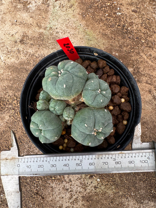 Lophophora williamsii – Peyote Cactus (6–7 cm, Own Root)