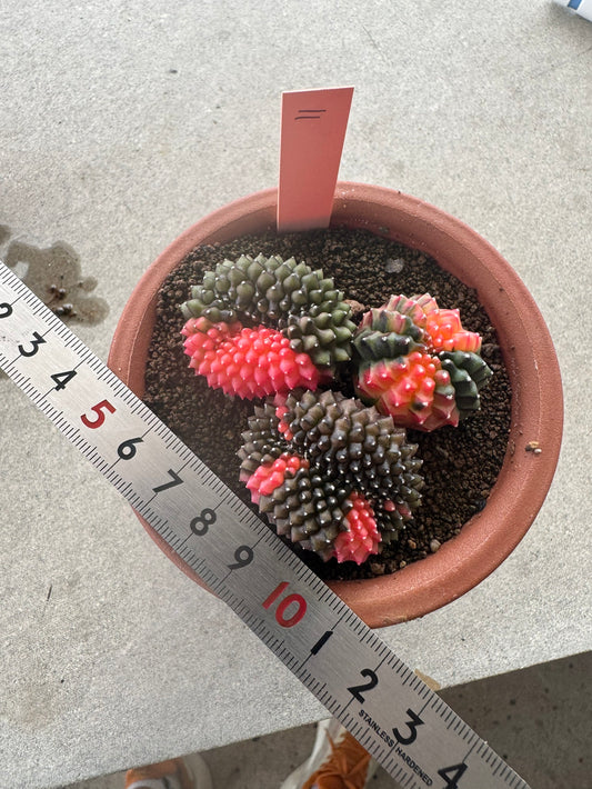 Gymnocalycium Cristata Variegated | Spineless & Seed-Grown Premium Cactus (Copy)