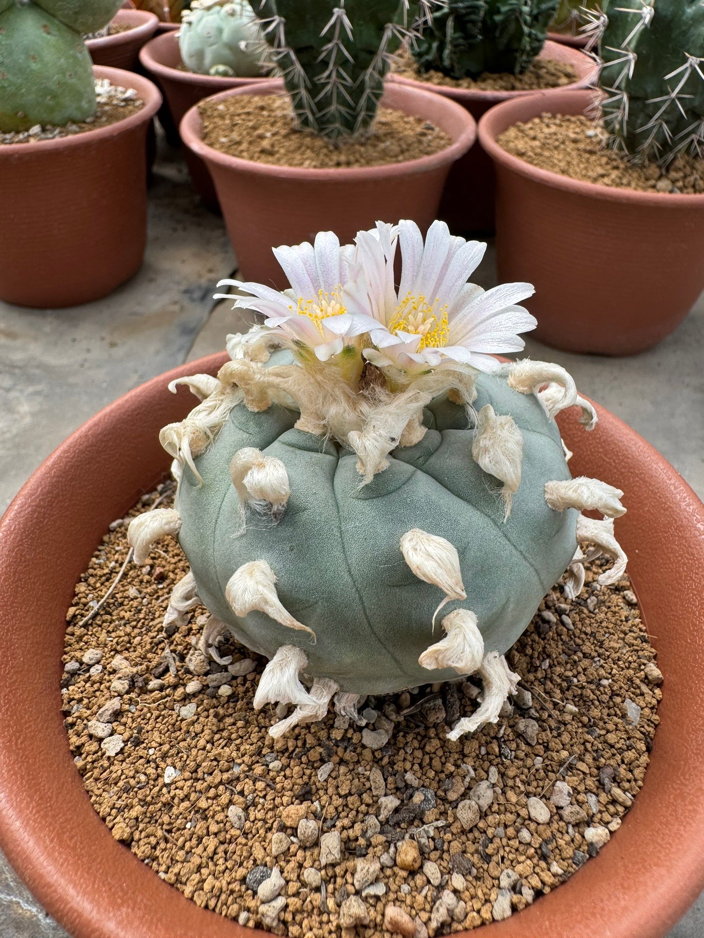 Rare Seed-Grown Lophophora williamsii | Premium Established Seedling (Own Roots)