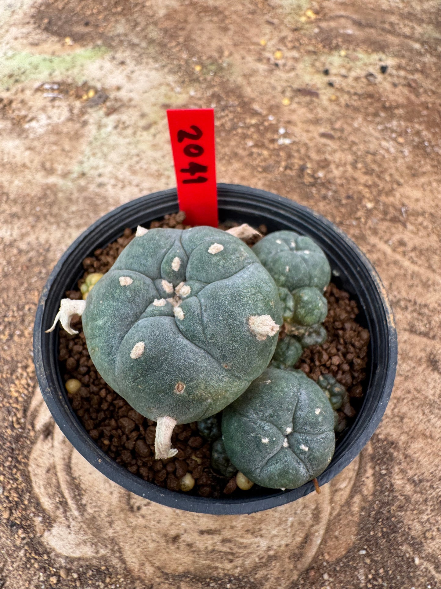 Lophophora williamsii – Peyote Cactus (4-6 cm, Own Root)