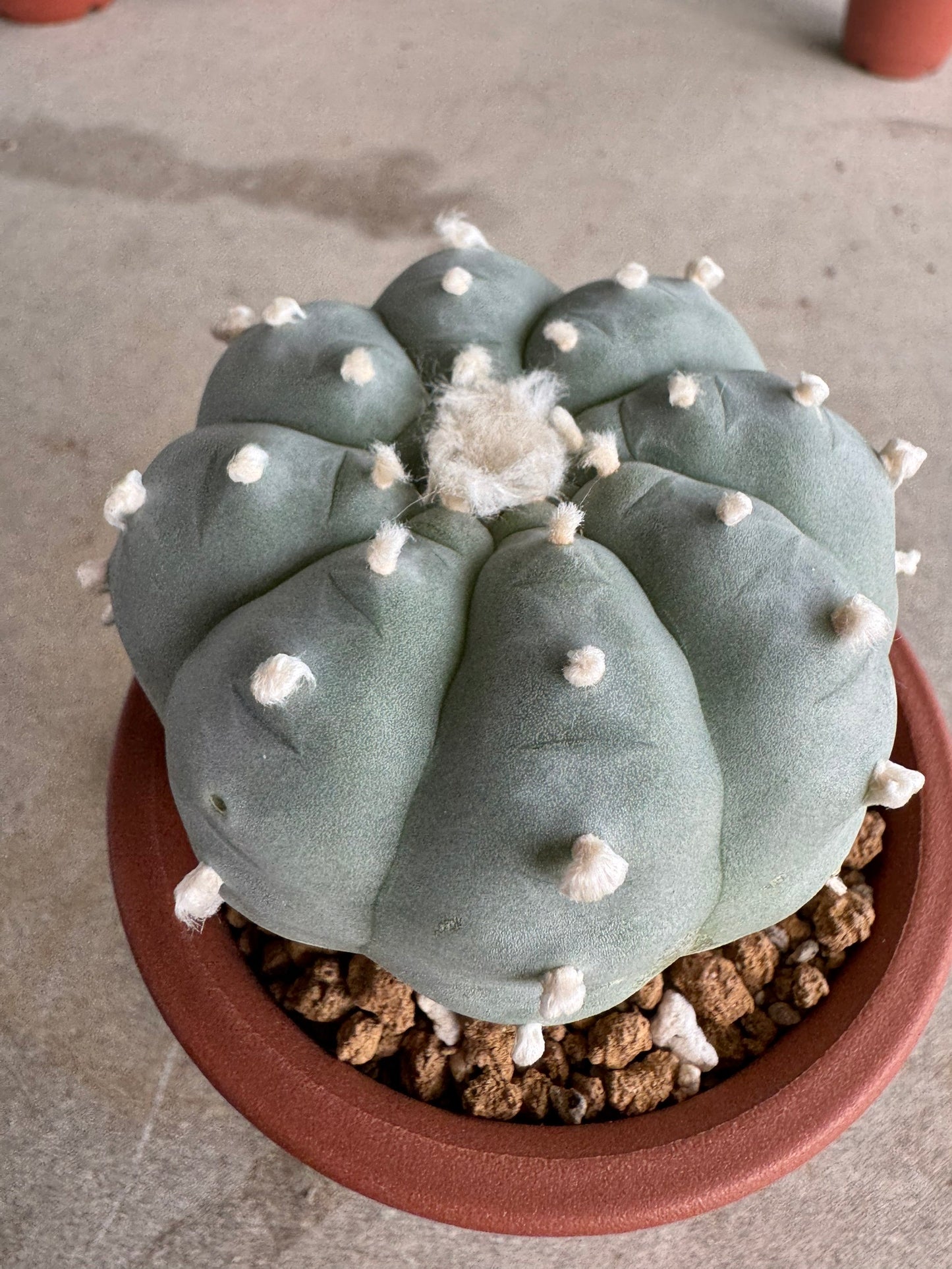 Lophophora williamsii v. texana (Seed-Grown) – Authentic Star Cactus