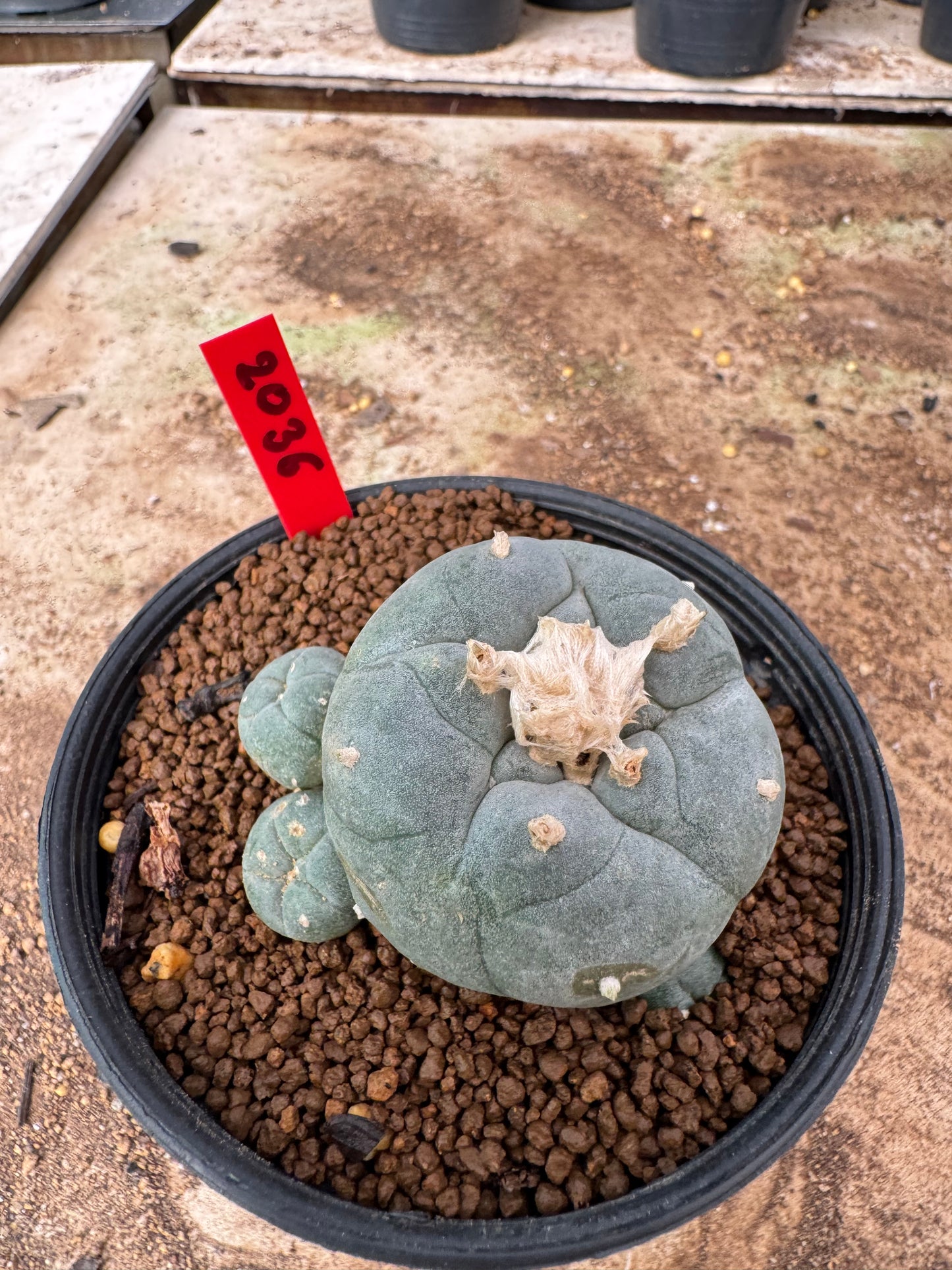 Lophophora williamsii – Peyote Cactus (4-6 cm, Own Root)