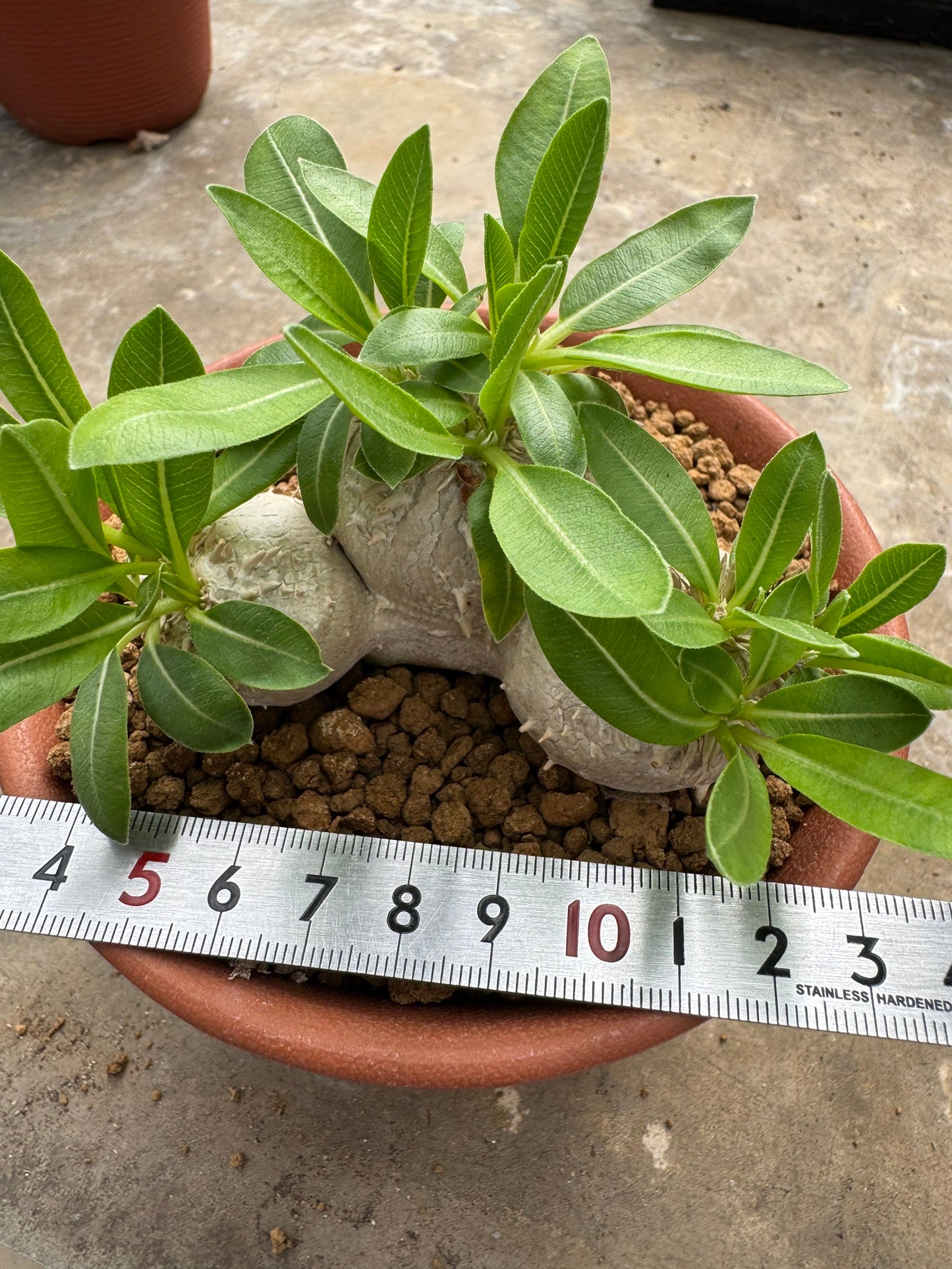 Pachypodium brevicaule (Seed-Grown) – Rare Caudiciform Plant