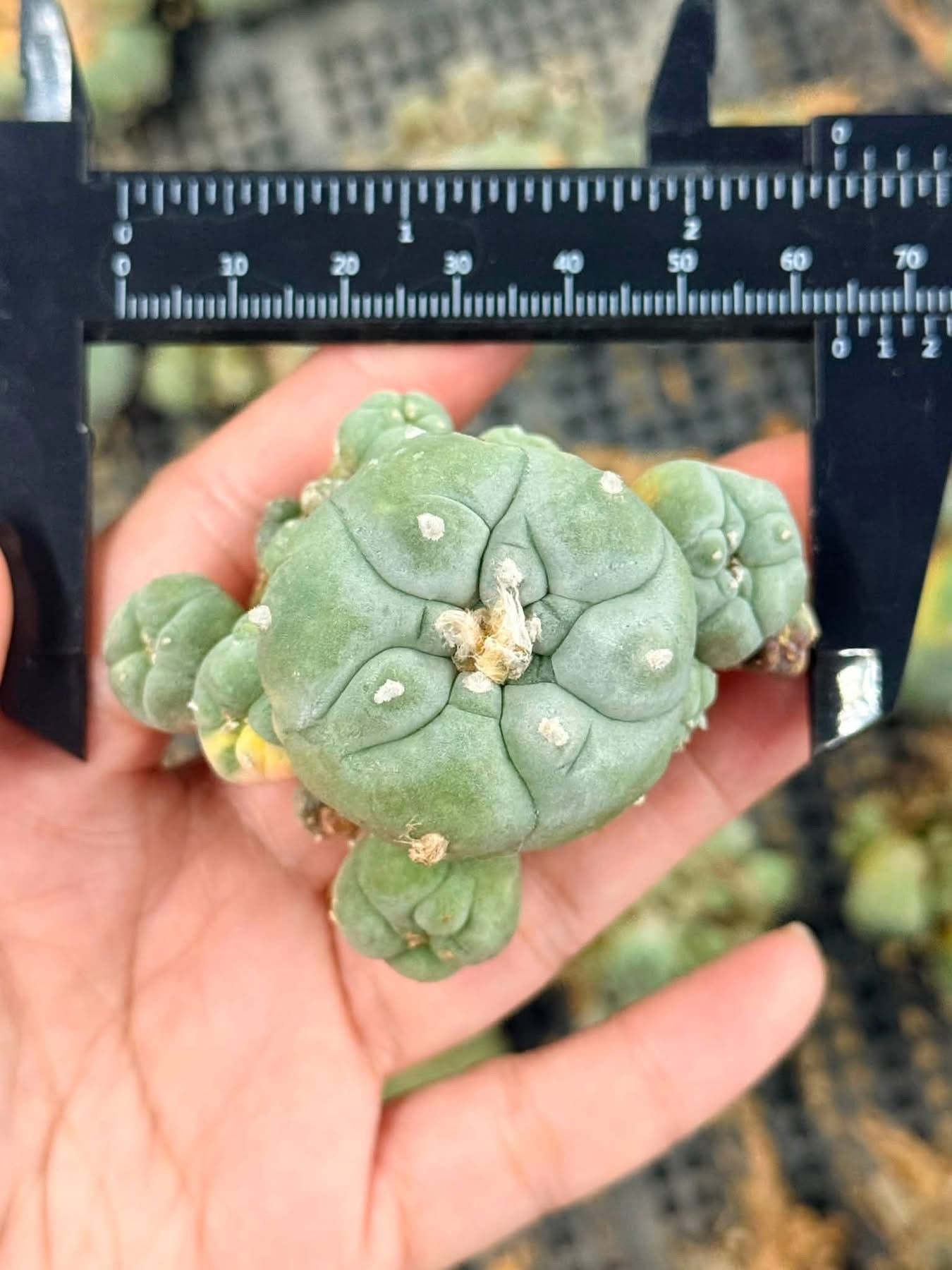50 Lophophora williamsii (15 Variegated & 35 Normal) – Peyote Cactus (Seed Grown, 3-3.5 cm, Own Root) 12 years old