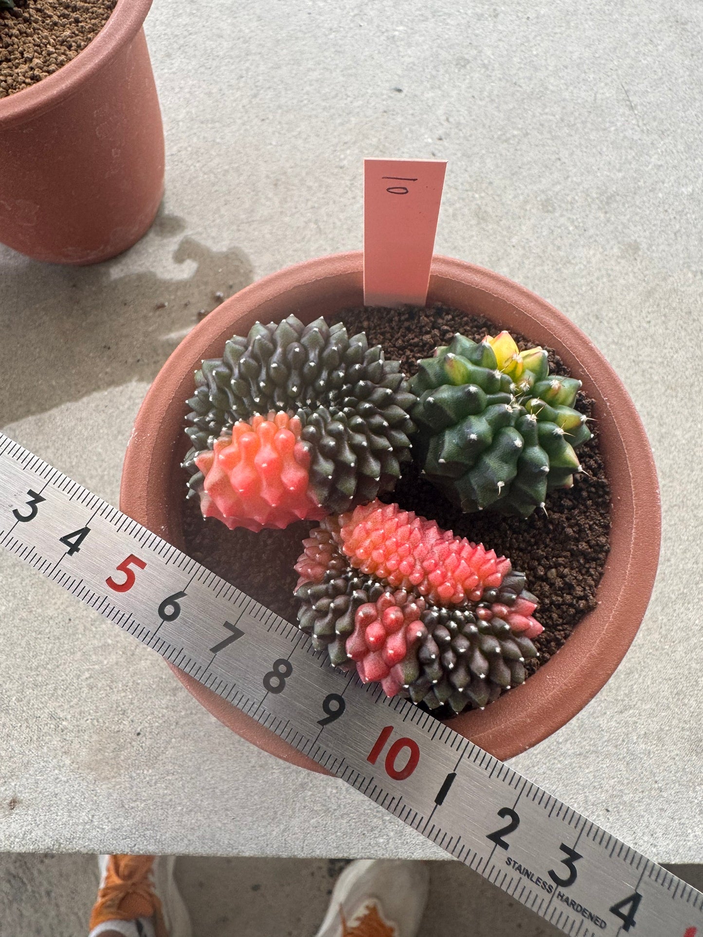 Gymnocalycium Cristata Variegated | Spineless & Seed-Grown Premium Cactus (Copy)