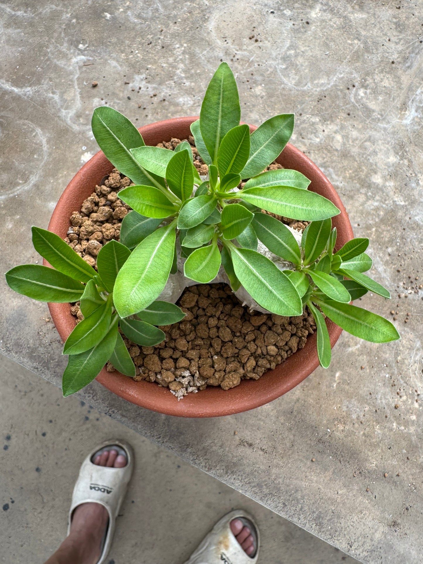 Pachypodium brevicaule (Seed-Grown) – Rare Caudiciform Plant