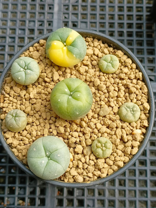 Lophophora Fricii Williamsii hybrid  size 1-3 cm own root