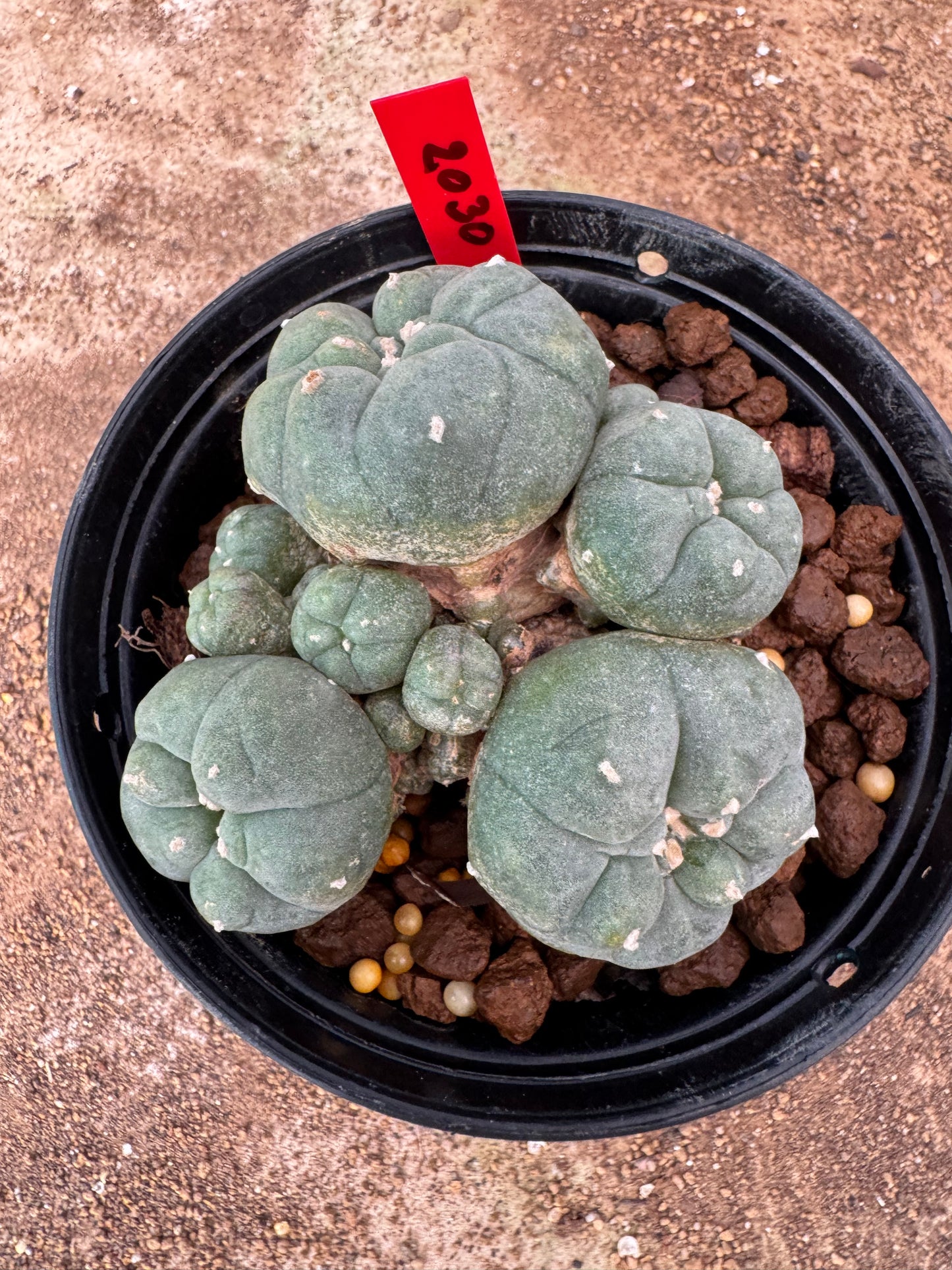 Lophophora williamsii – Peyote Cactus (6–7 cm, Own Root)