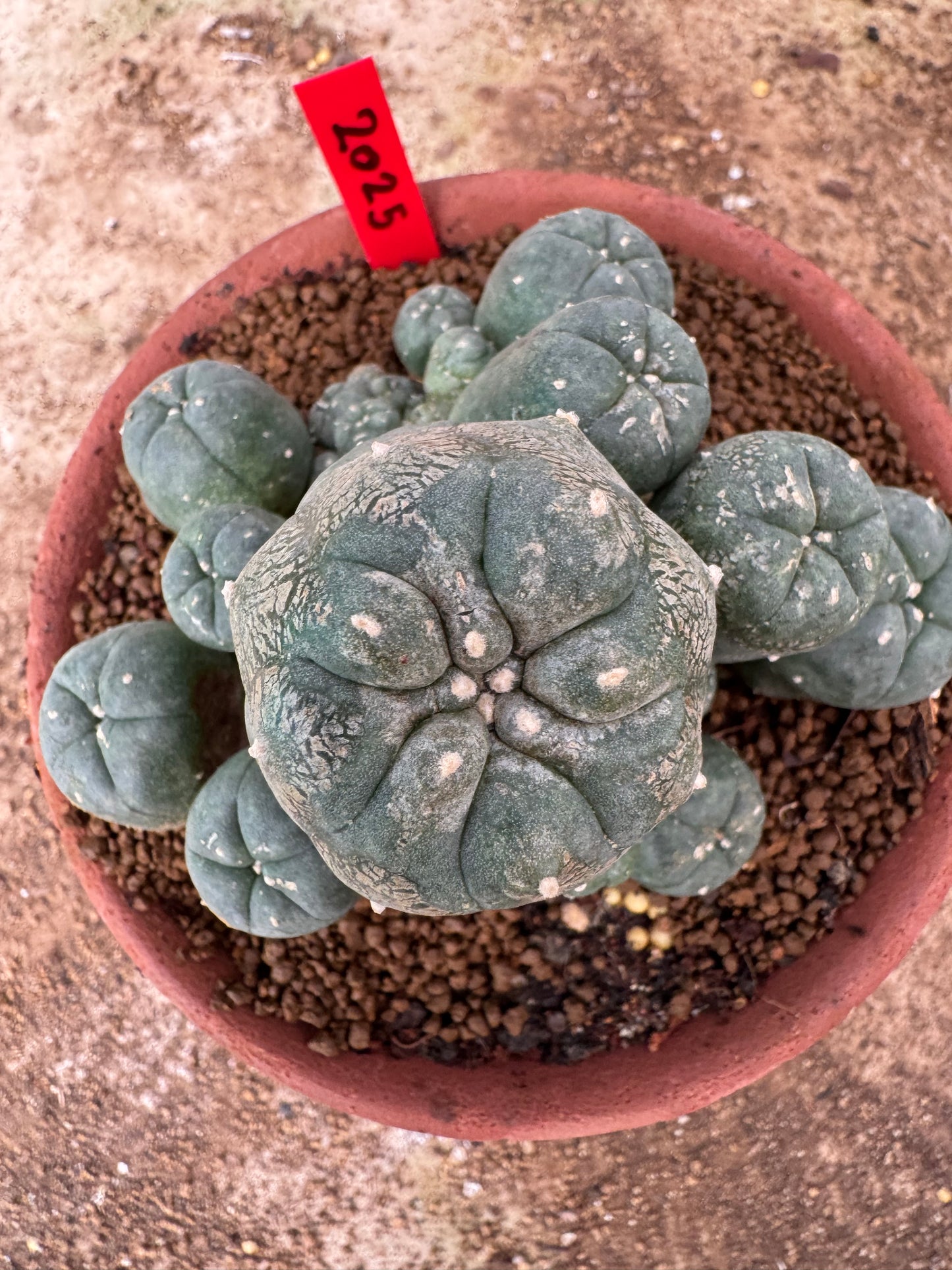 Lophophora williamsii – Peyote Cactus (6–7 cm, Own Root)