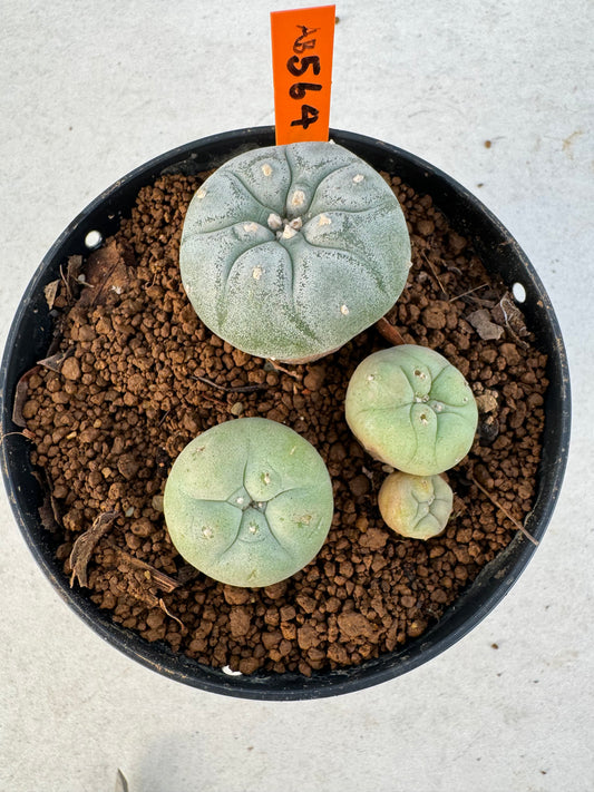MLophophora williamsii – Peyote Cactus (6–7 cm, Own Root)