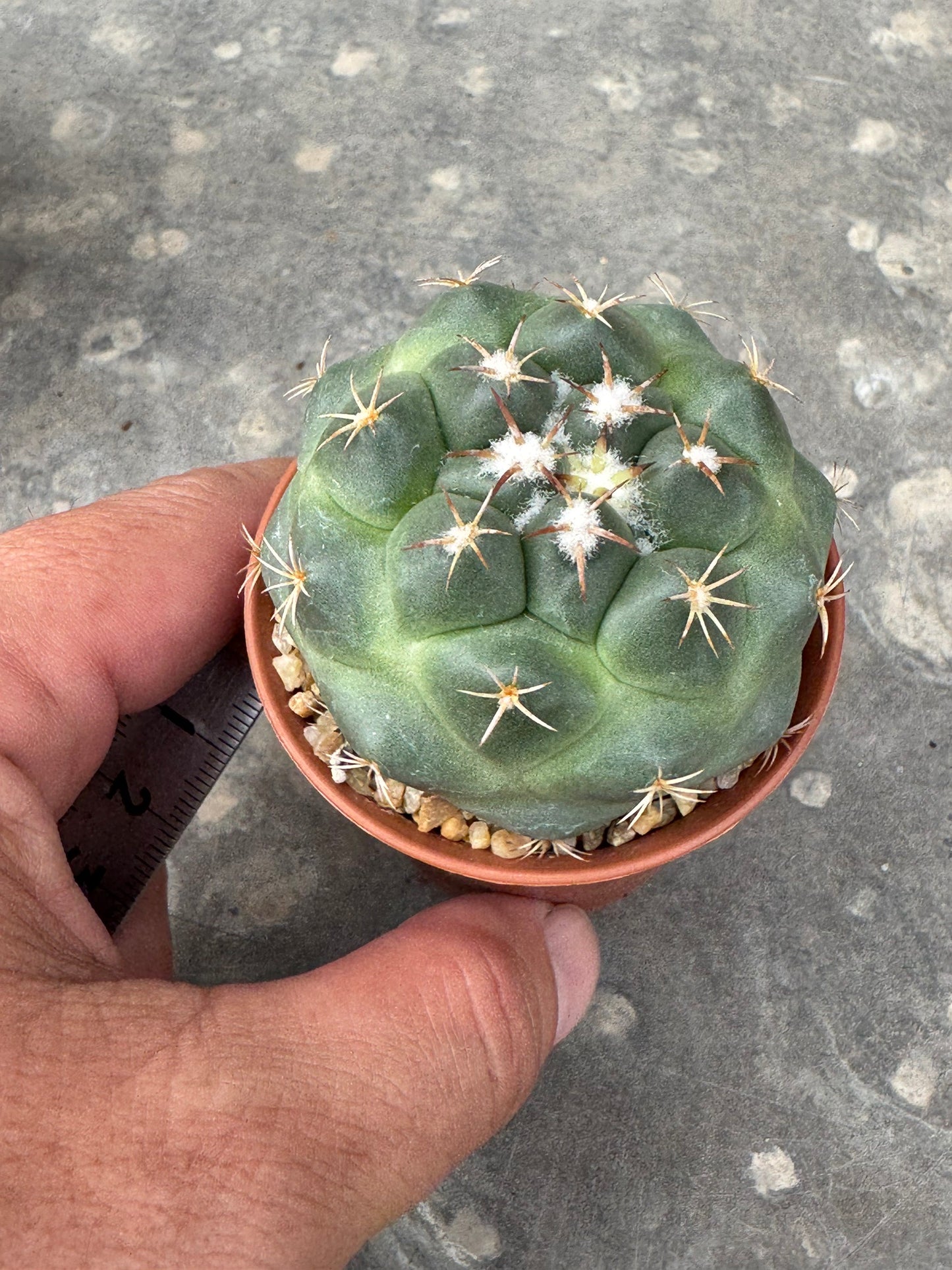 Coryphantha bumamma 'Green' (Japan Clone) – Premium Rooted Offshoot