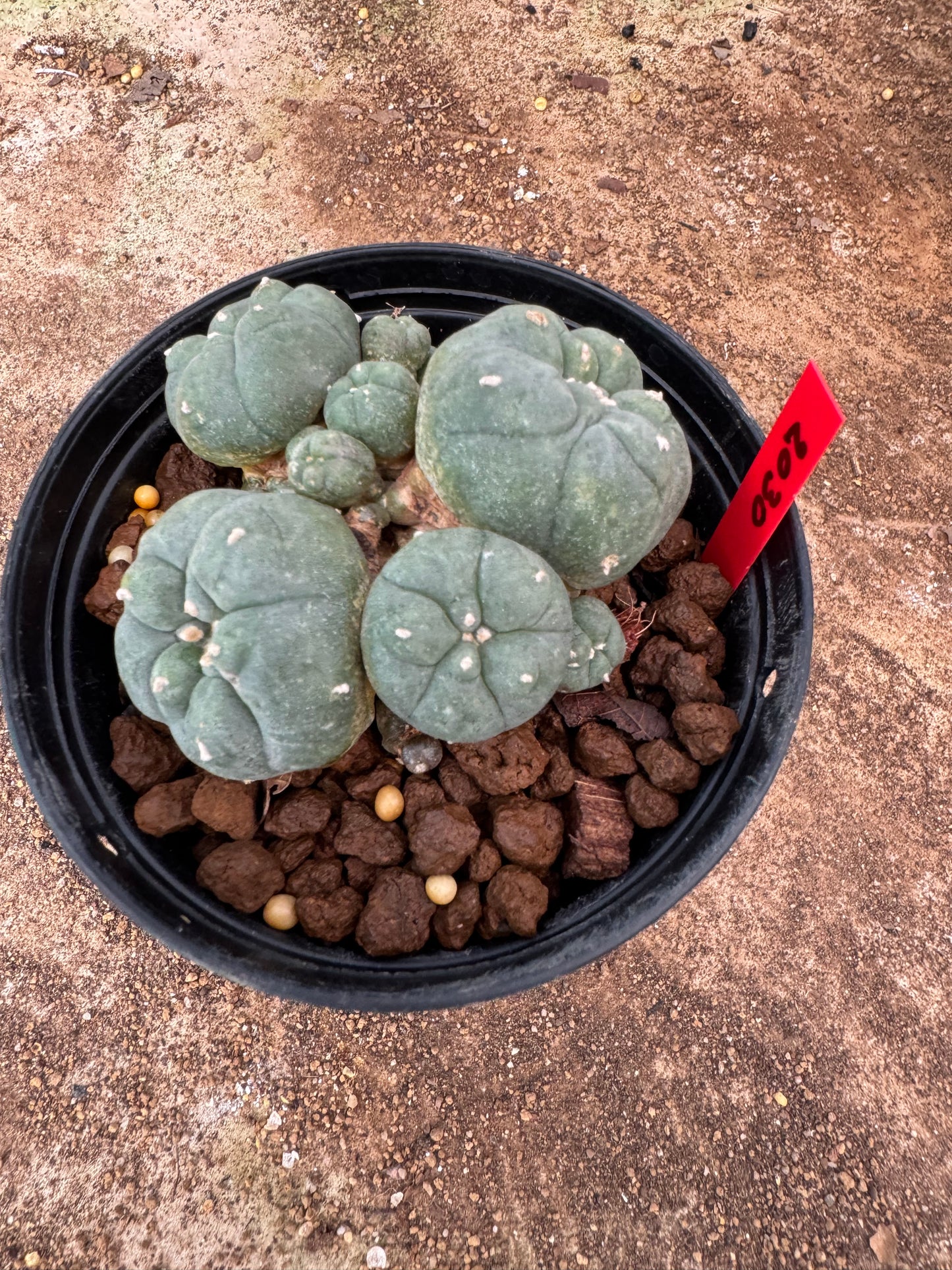 Lophophora williamsii – Peyote Cactus (6–7 cm, Own Root)
