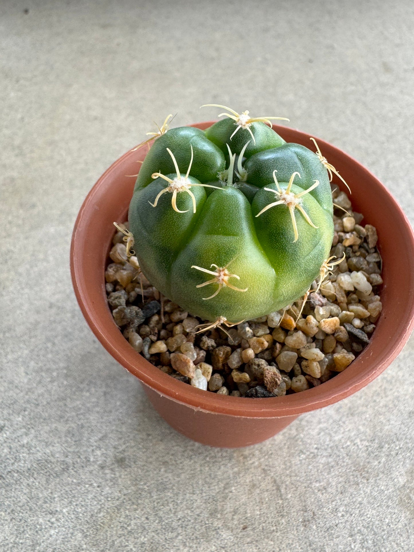 Rare Gymnocalycium denudatum 'Kiomaru' Variegated | Premium Collector's Cactus size 3-4 cm