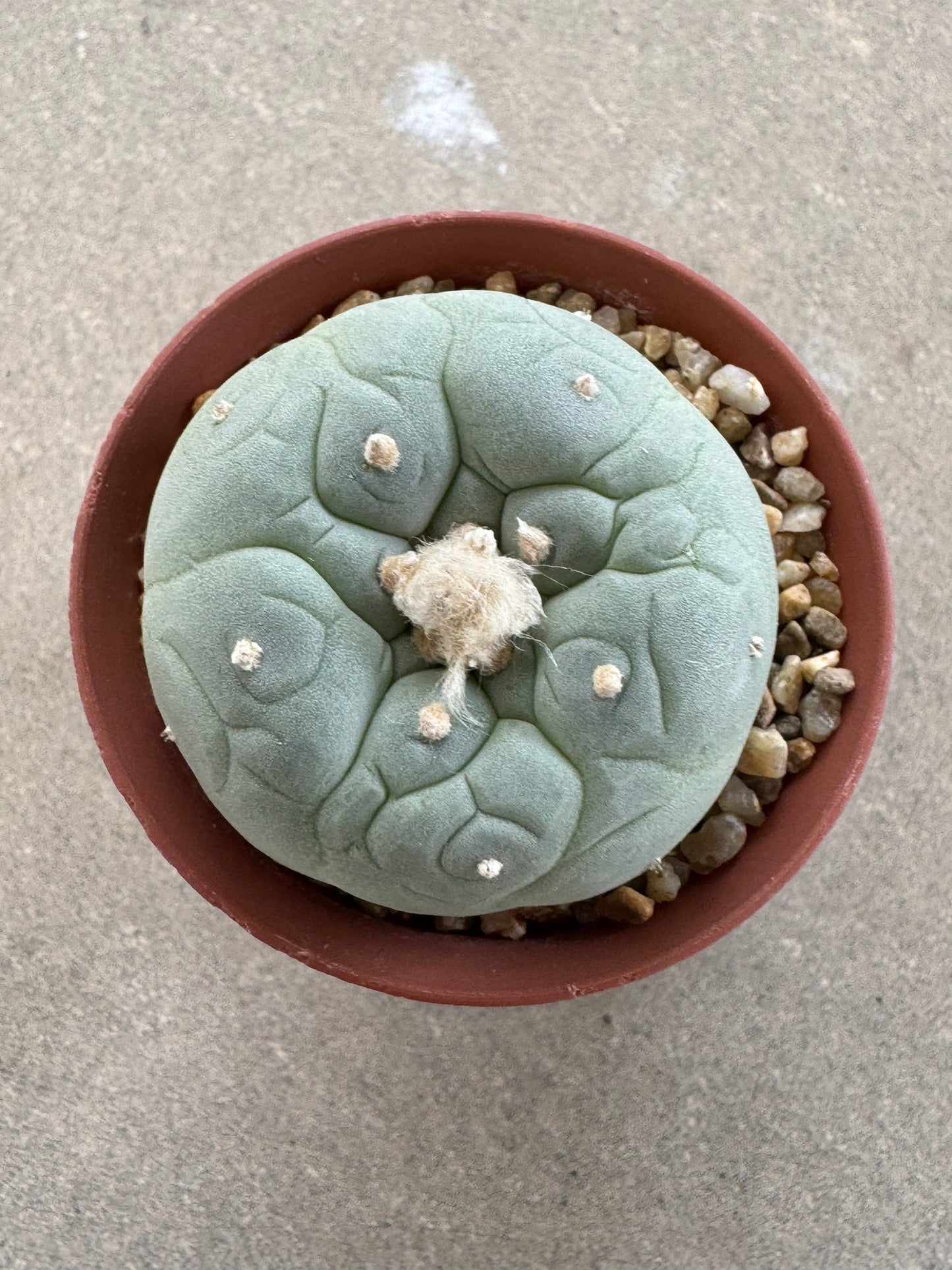 Lophophora fricii seedling
