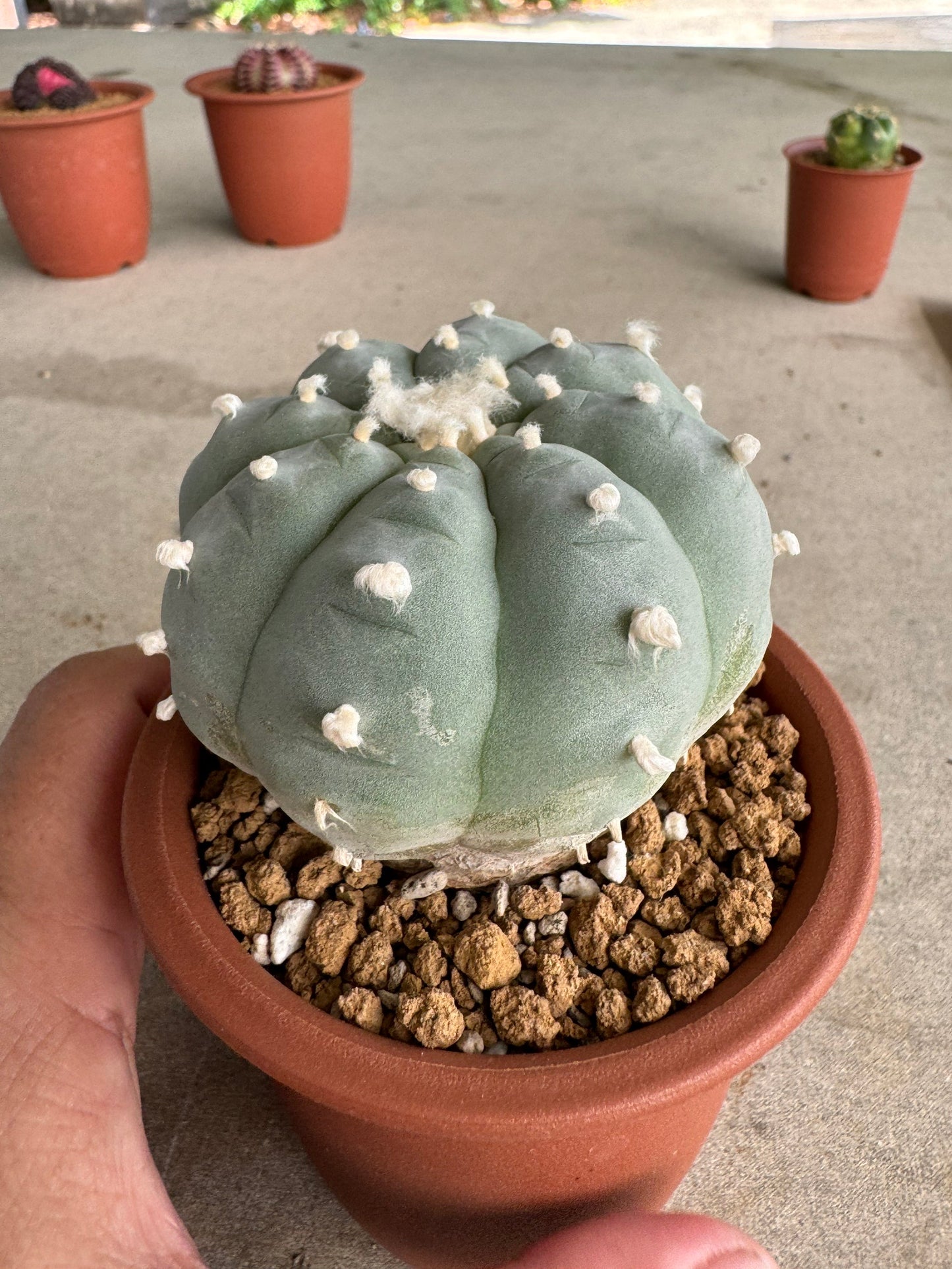 Lophophora williamsii v. texana (Seed-Grown) – Authentic Star Cactus