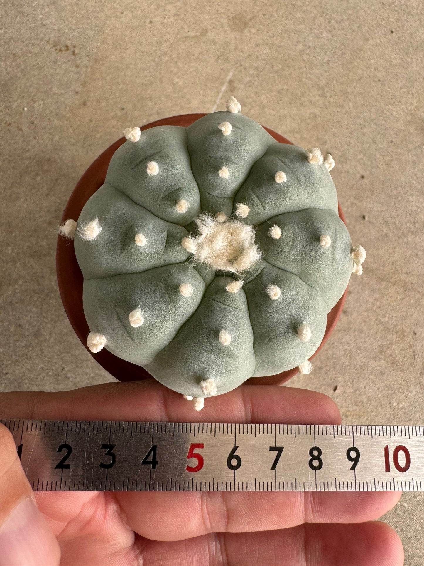 Lophophora williamsii v. texana (Seed-Grown) – Authentic Star Cactus
