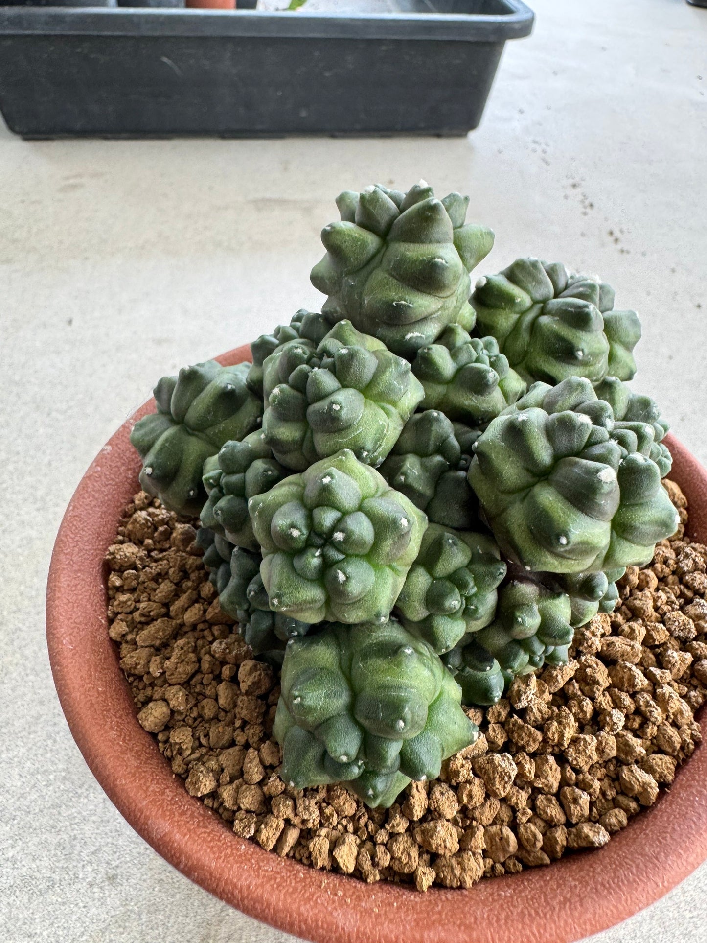 Gymnocalycium mihanovichii f. monstrose | Spineless & Seed-Grown Cactus (7-10cm)