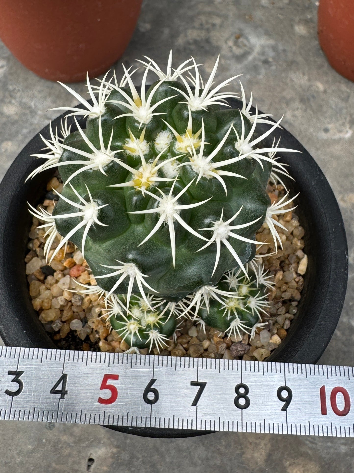 Discocactus zehntneri ssp. alagoinhensis (Rooted Cutting) – Size 6-7 cm