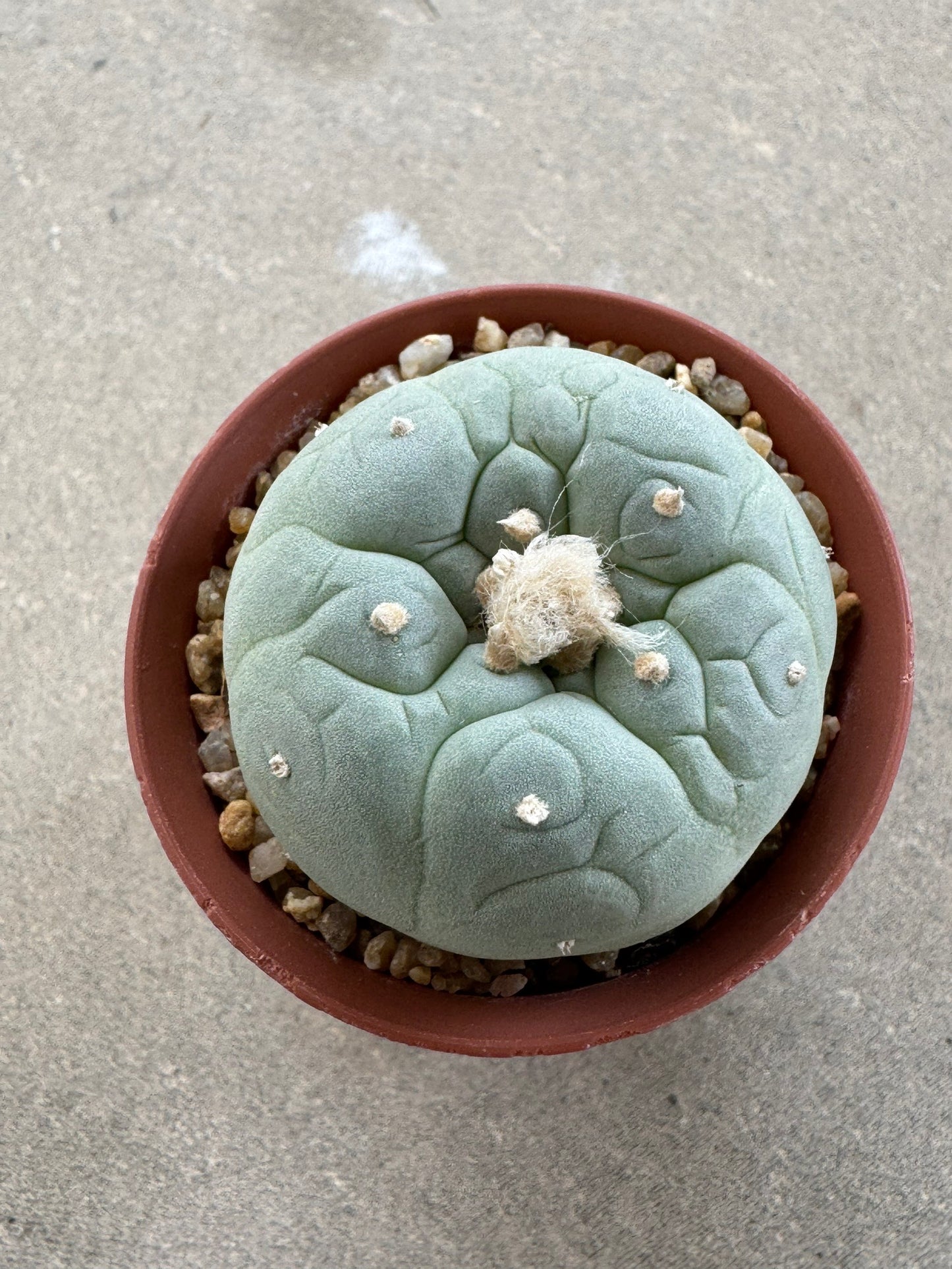 Lophophora fricii seedling
