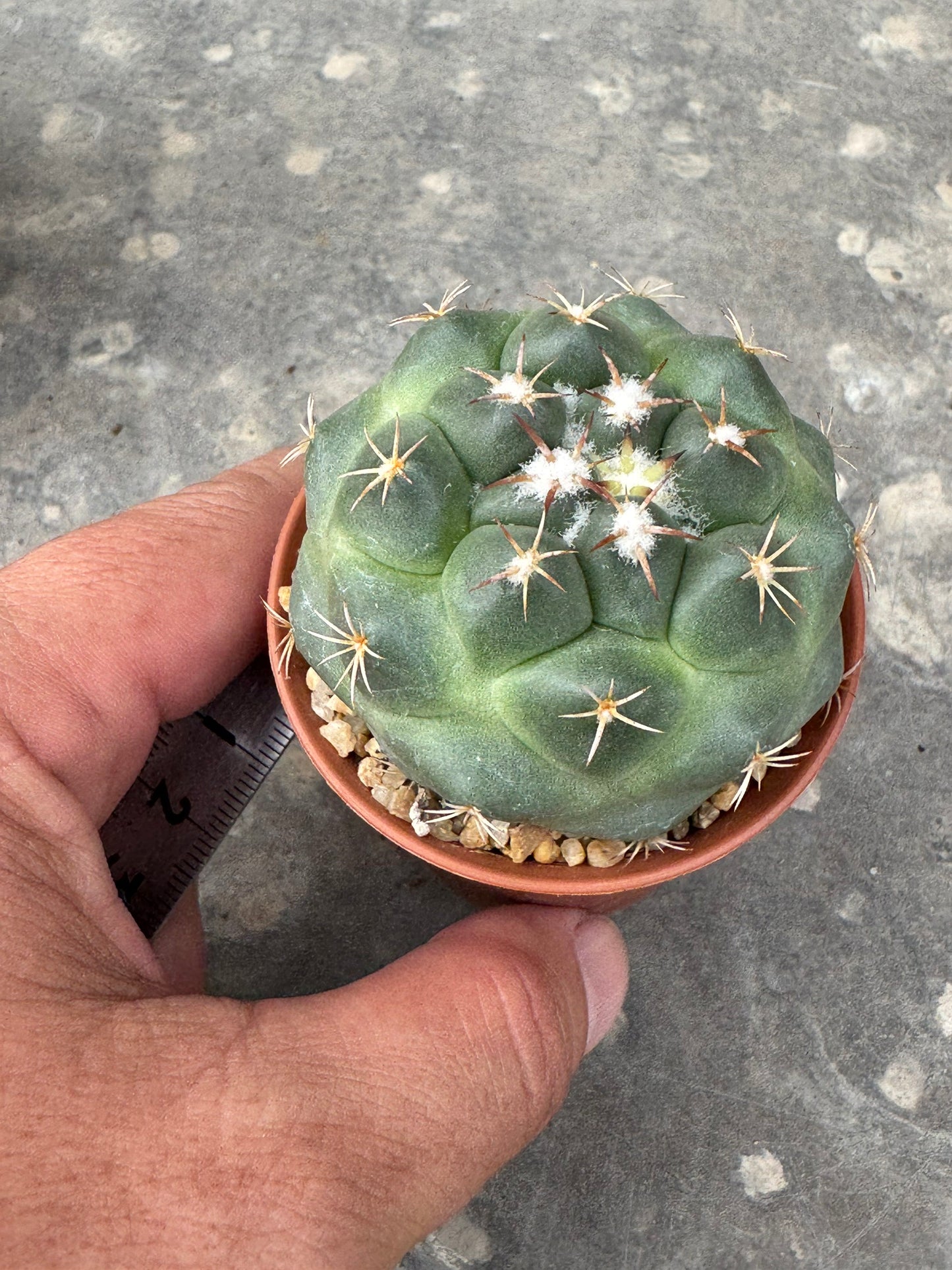 Coryphantha bumamma 'Green' (Japan Clone) – Premium Rooted Offshoot