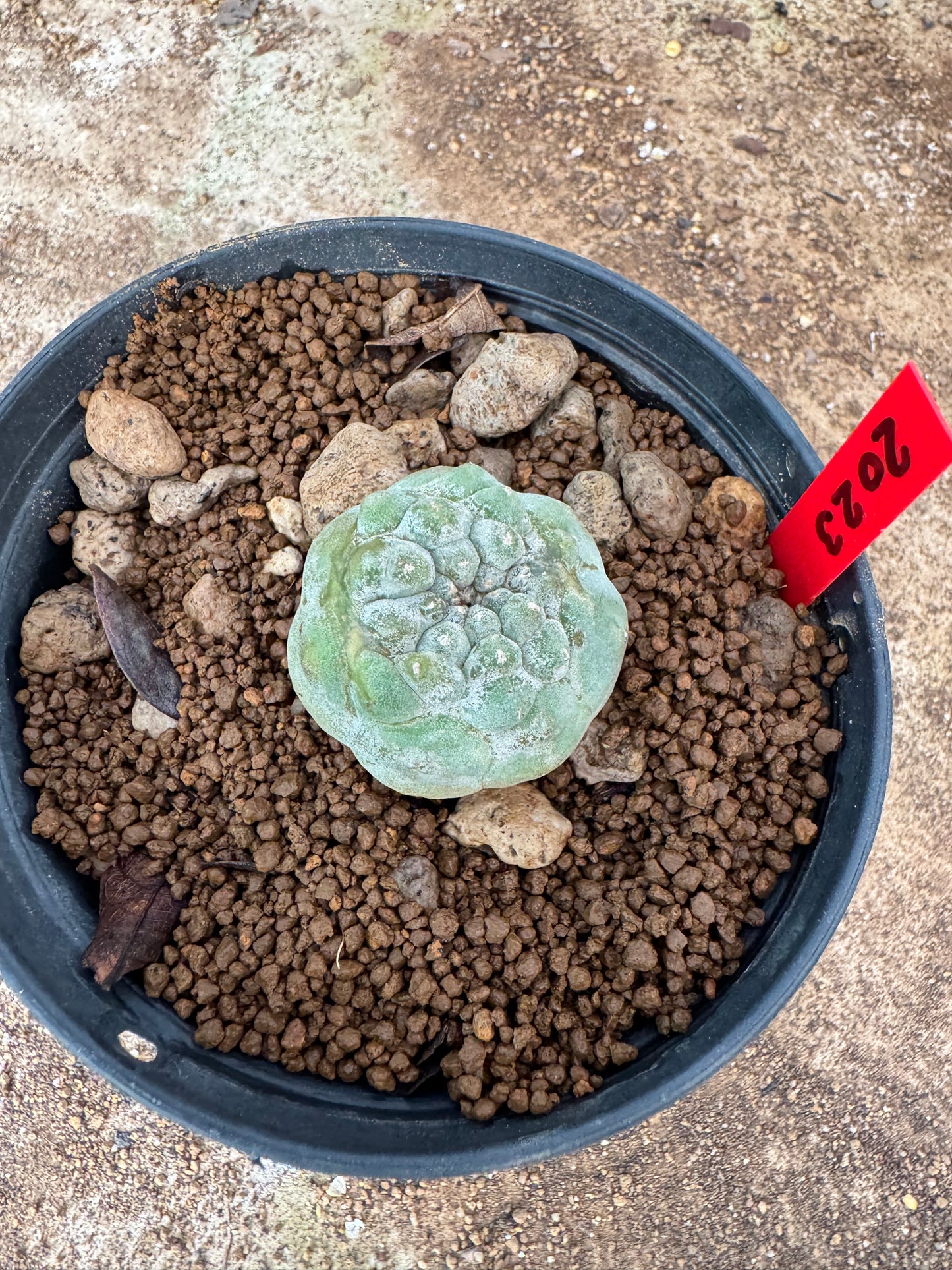 Lophophora williamsii – Peyote Cactus (6–7 cm, Own Root)