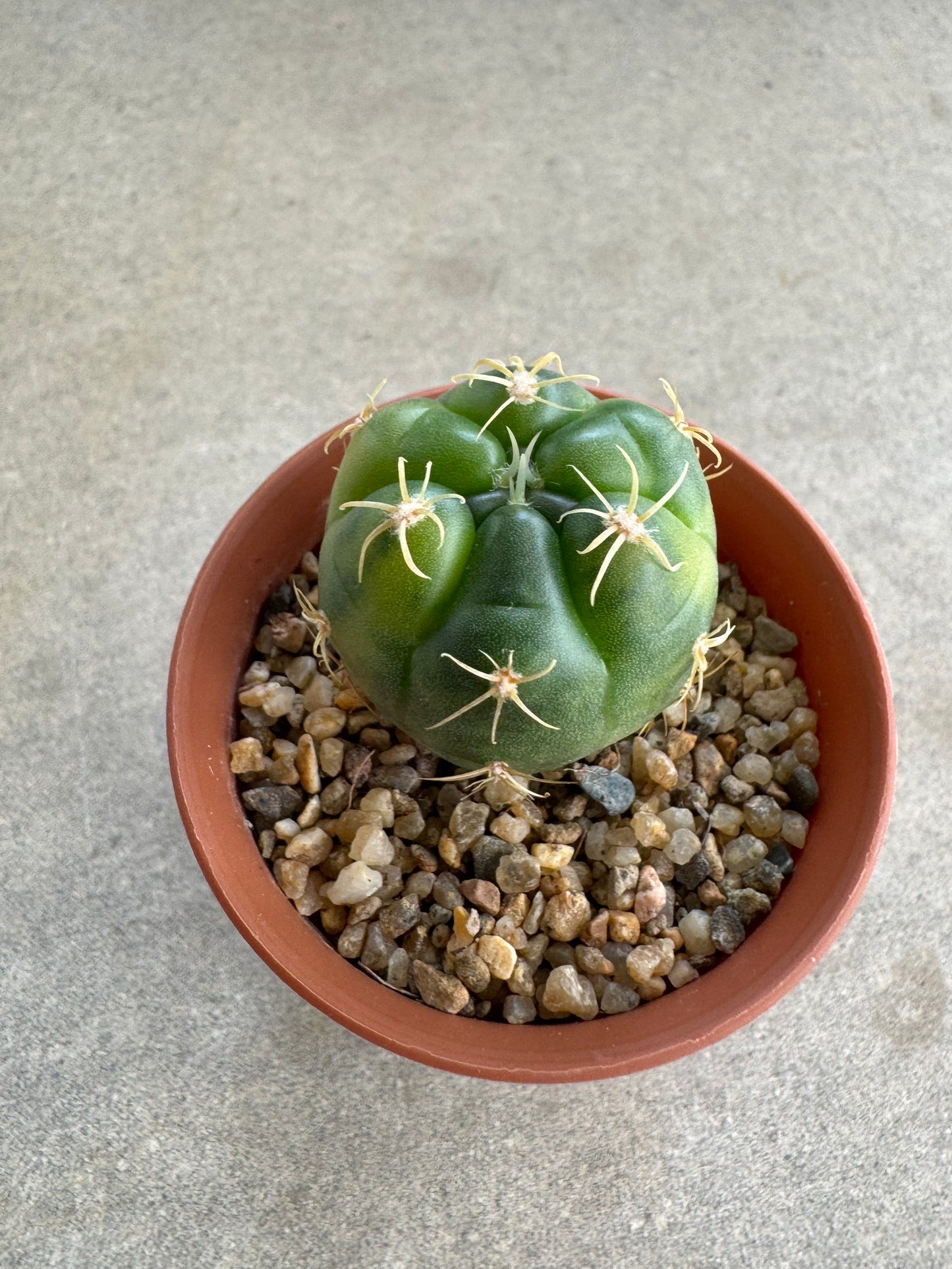Rare Gymnocalycium denudatum 'Kiomaru' Variegated | Premium Collector's Cactus size 3-4 cm
