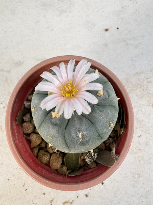 Lophophora williamsii – Peyote Cactus (6–7 cm, Own Root)