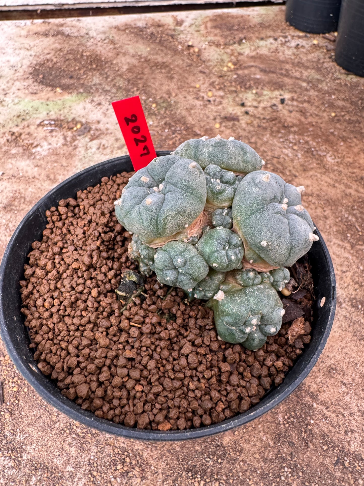 Lophophora williamsii – Peyote Cactus (6–7 cm, Own Root)