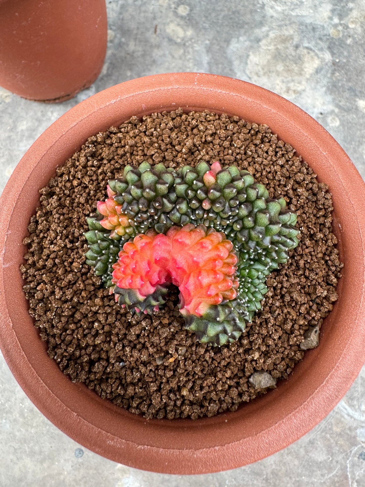 Gymnocalycium Cristata Variegated | Spineless & Seed-Grown Premium Cactus
