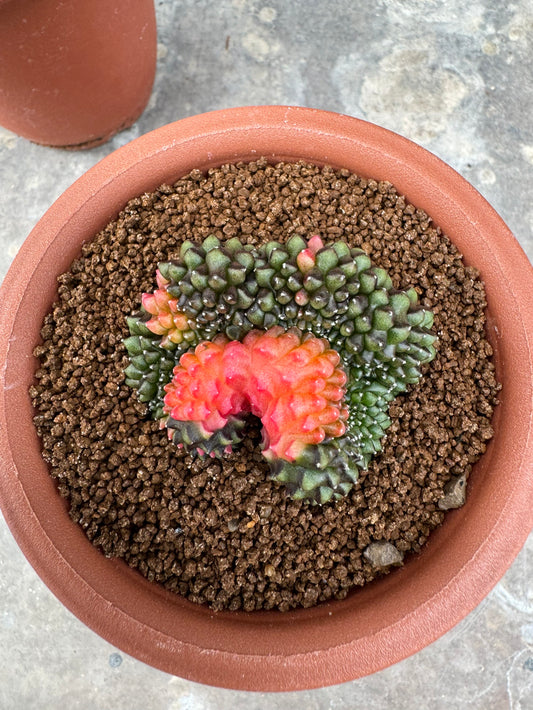 Gymnocalycium Cristata Variegated | Spineless & Seed-Grown Premium Cactus