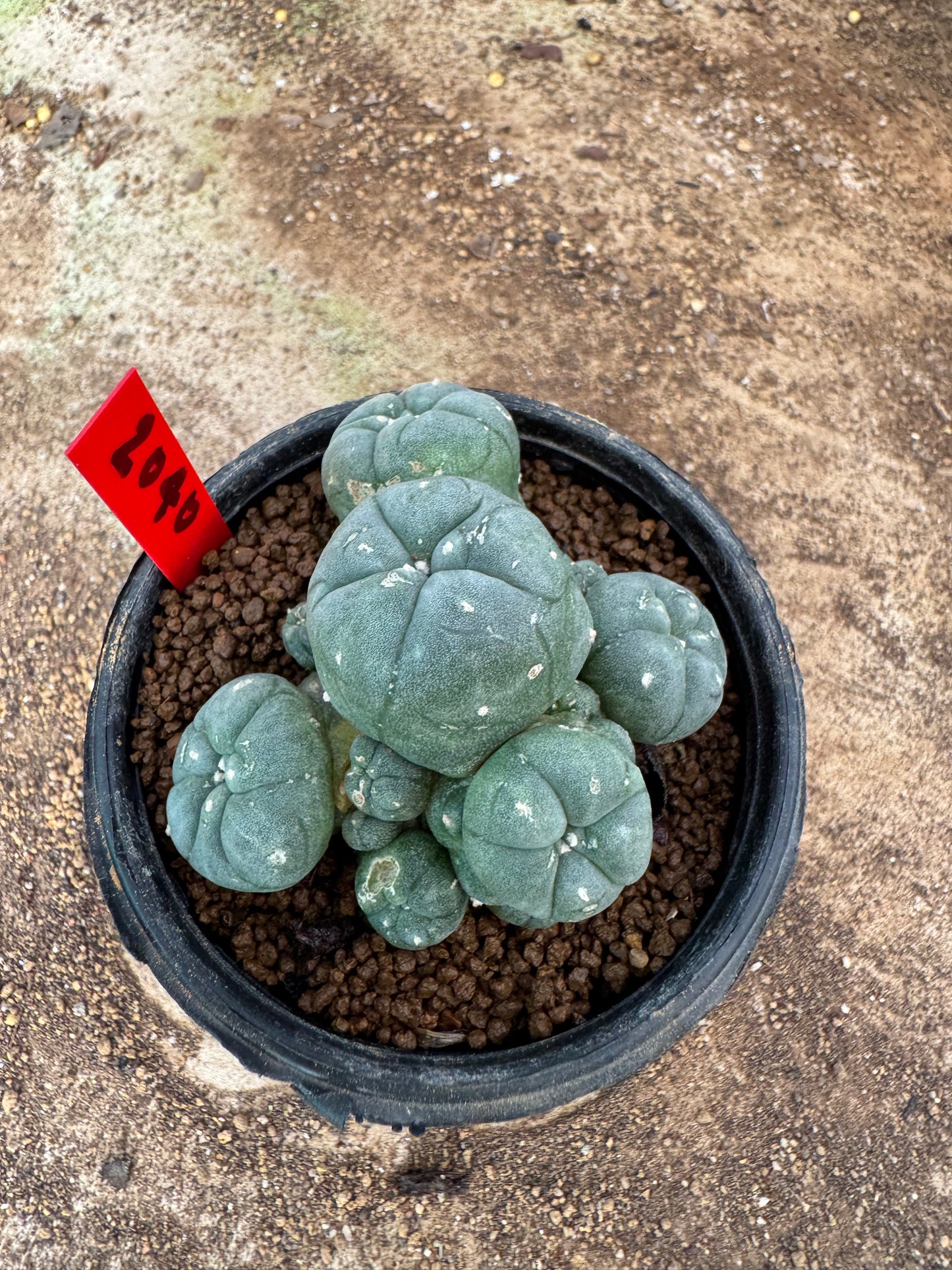 Lophophora williamsii – Peyote Cactus (4-6 cm, Own Root)