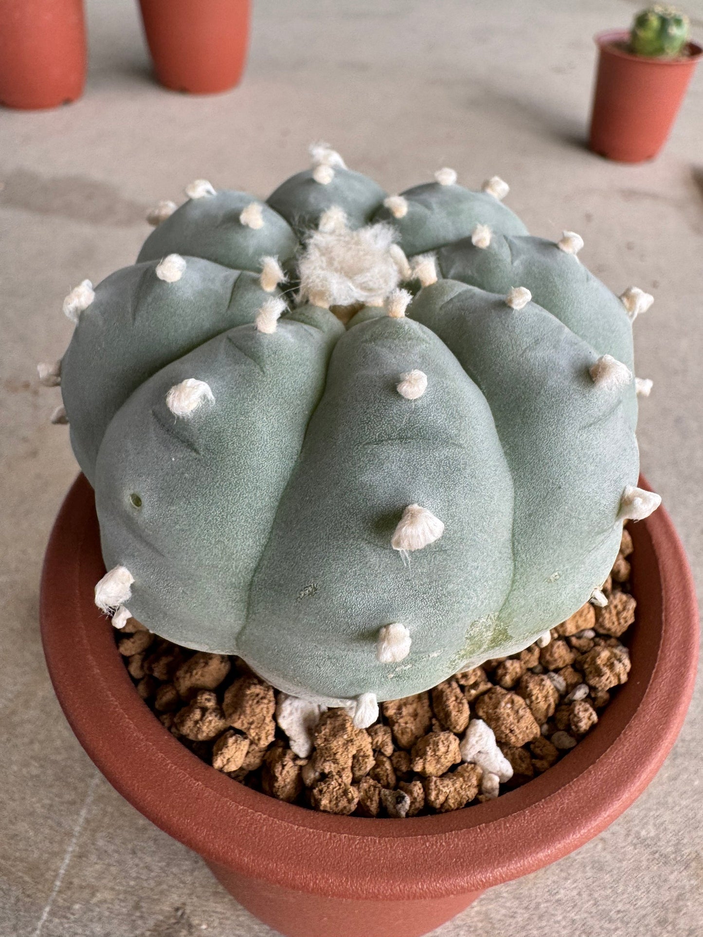 Lophophora williamsii v. texana (Seed-Grown) – Authentic Star Cactus