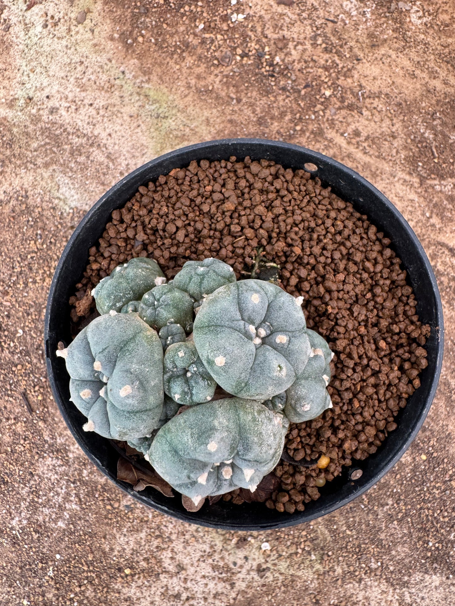 Lophophora williamsii – Peyote Cactus (6–7 cm, Own Root)